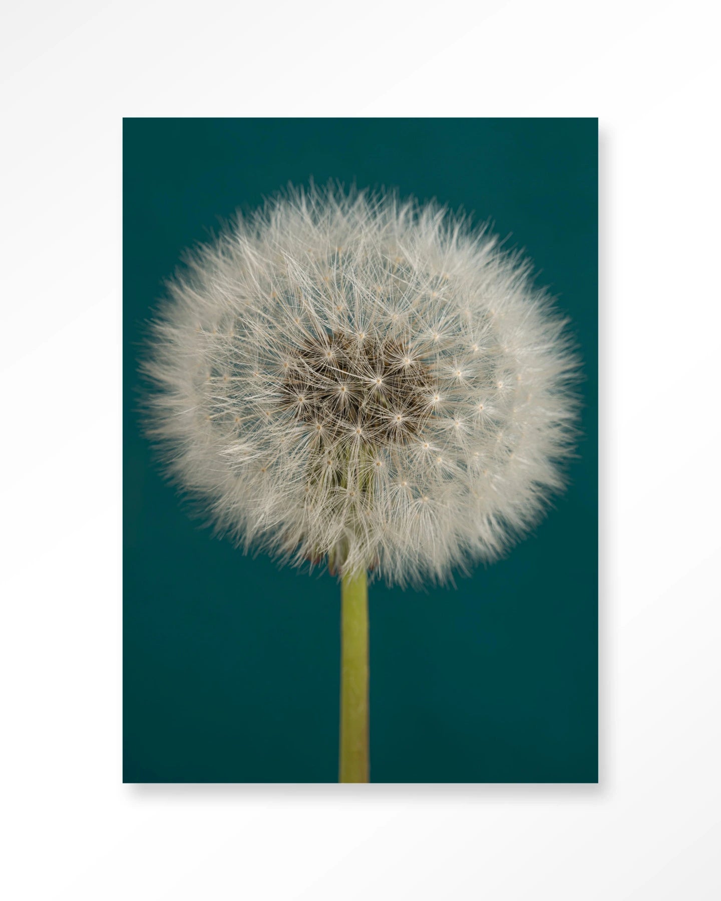 Pluizige Paardenbloem – Art Print