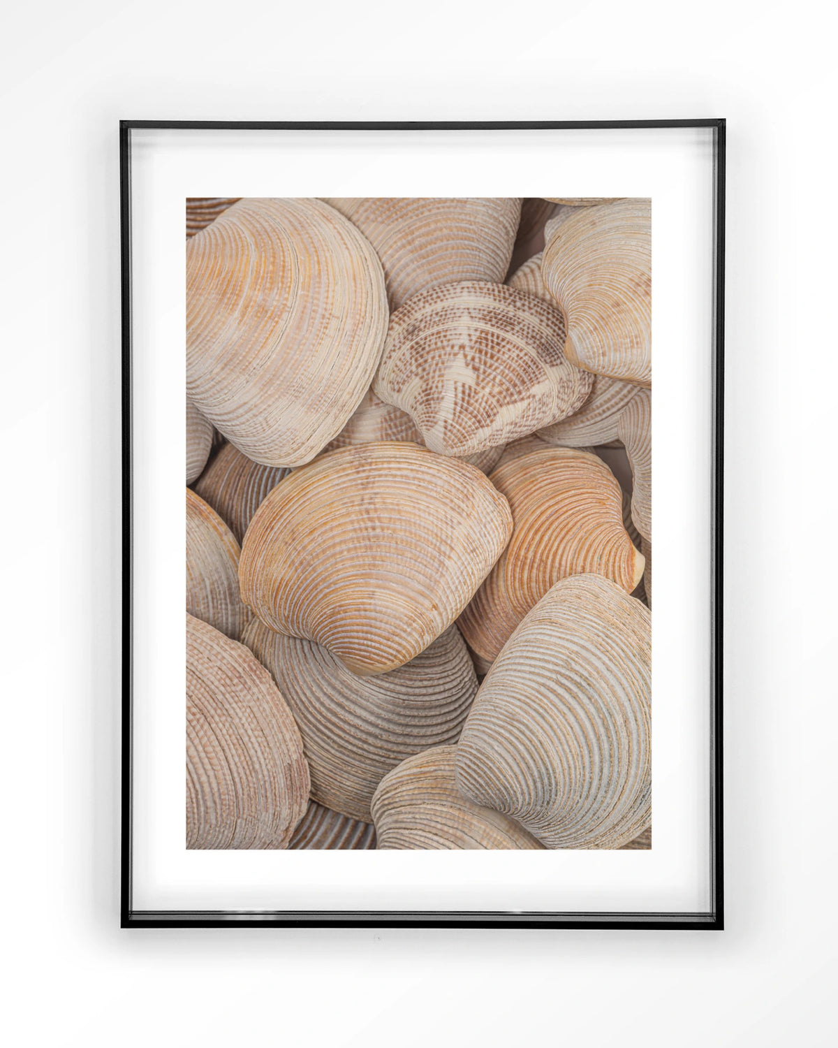 Tijdloze Rust: In Een Zee Van Schelpen – schelpen close-up – Art print – Acryl zwart