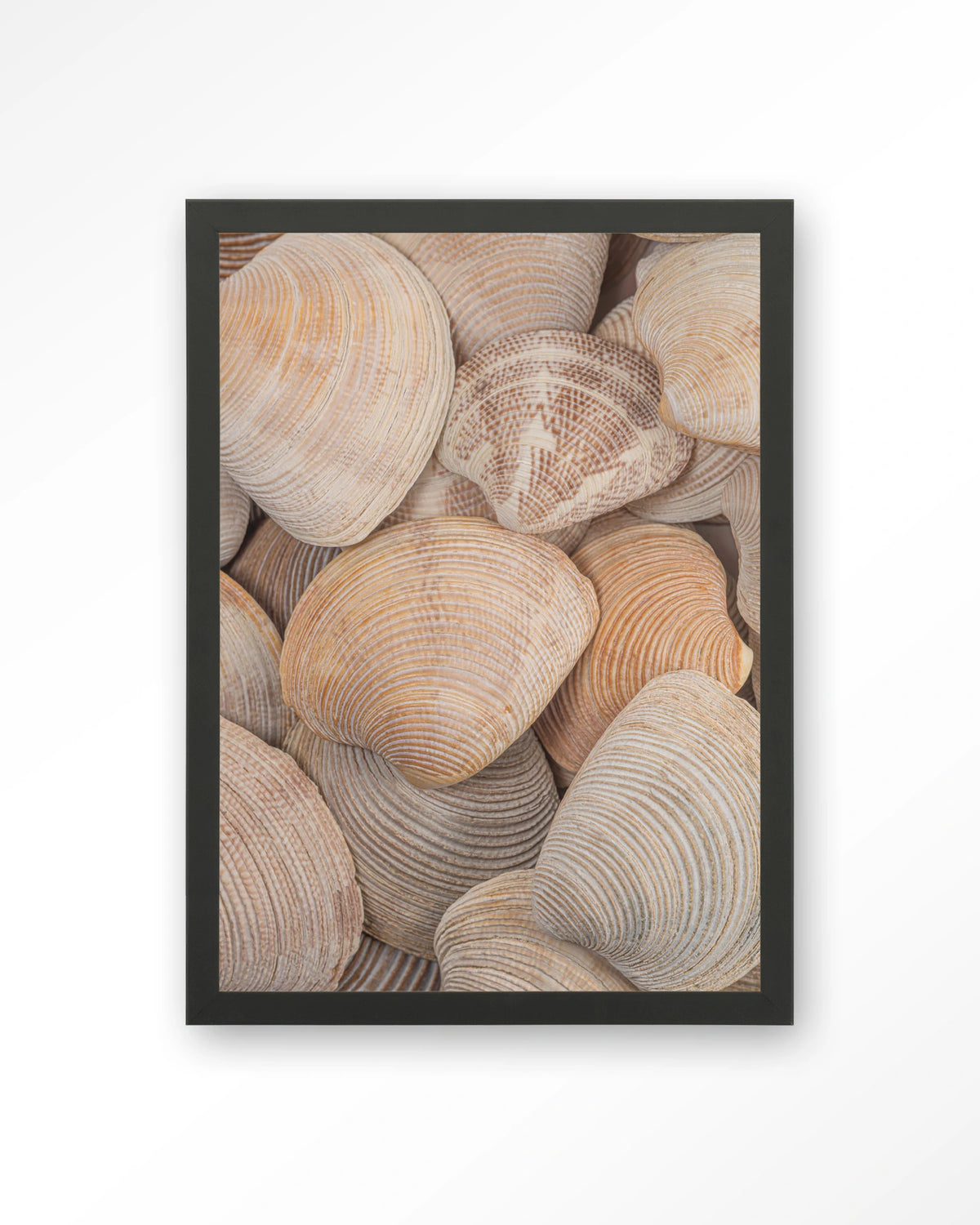 Tijdloze Rust: In Een Zee Van Schelpen – schelpen close-up – Art print – Hout zwart