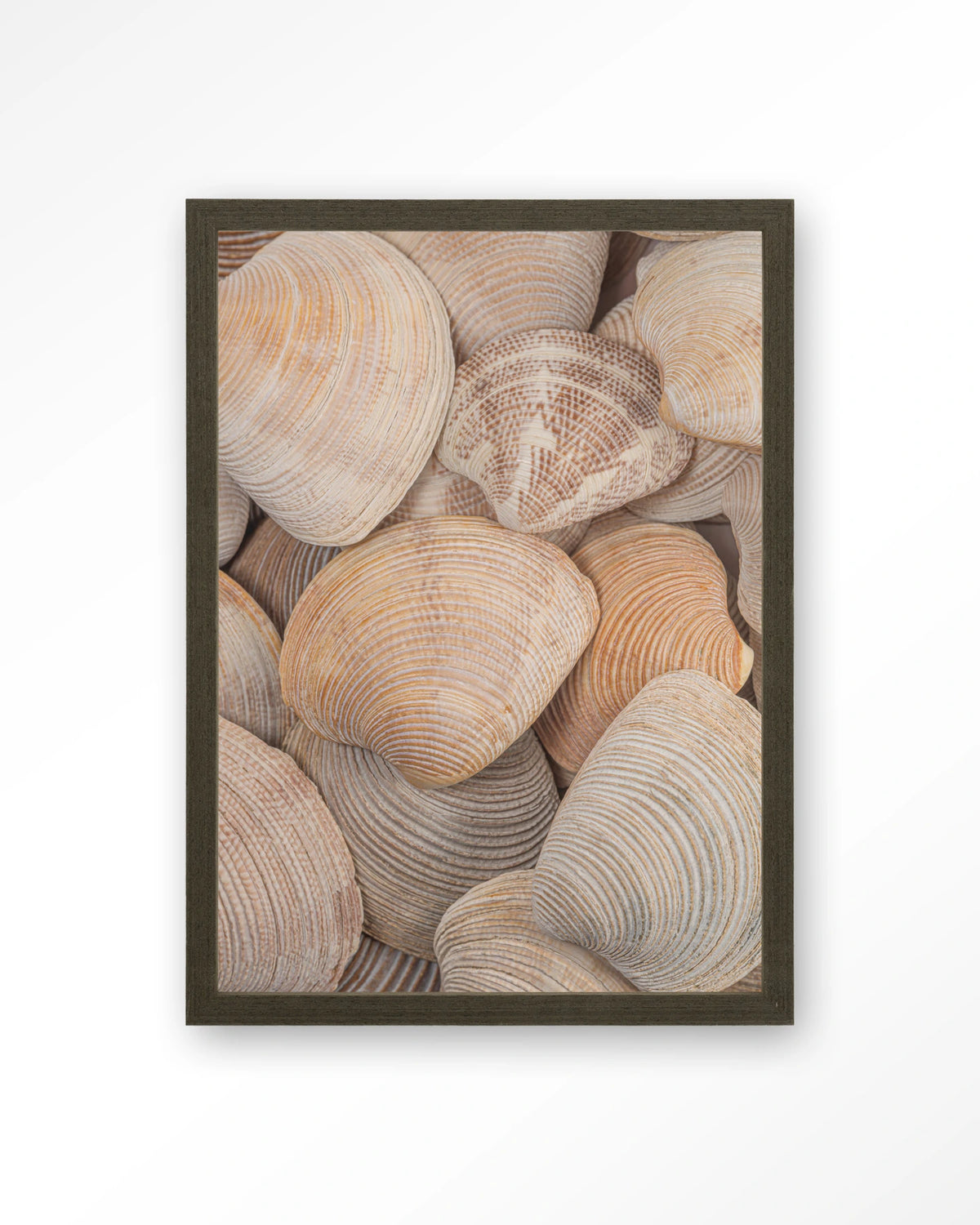 Tijdloze Rust: In Een Zee Van Schelpen – schelpen close-up – Art print – Hout donkerbruin