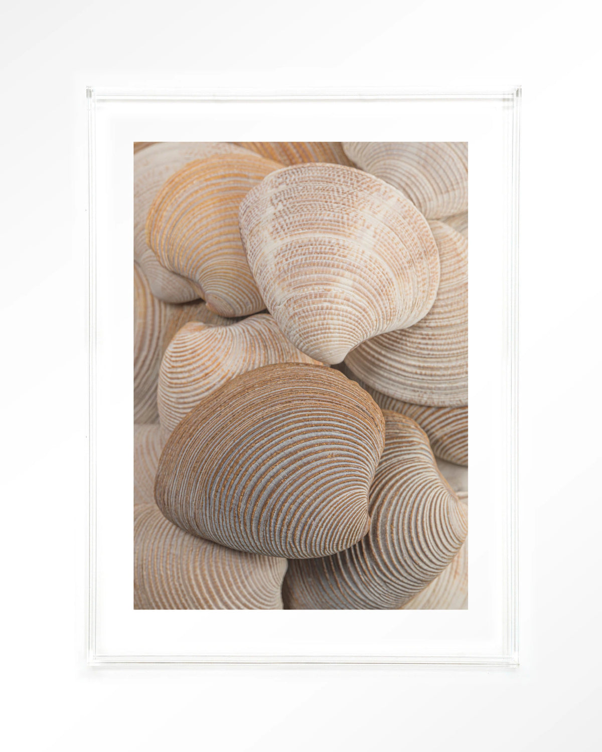 Tijdloze Rust: Samen – schelpen in beige en bruin – Art print – Acryl doorzichtig