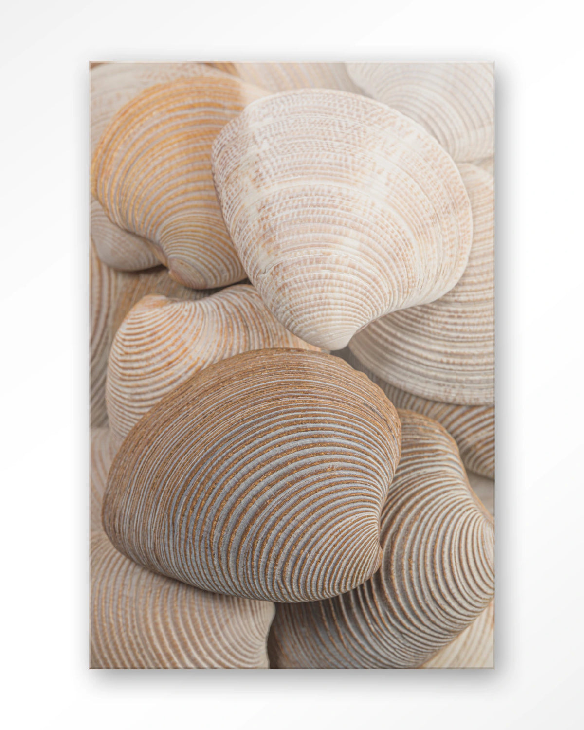 Tijdloze Rust: Samen – schelpen in beige en bruin – Glas – Blinde montage