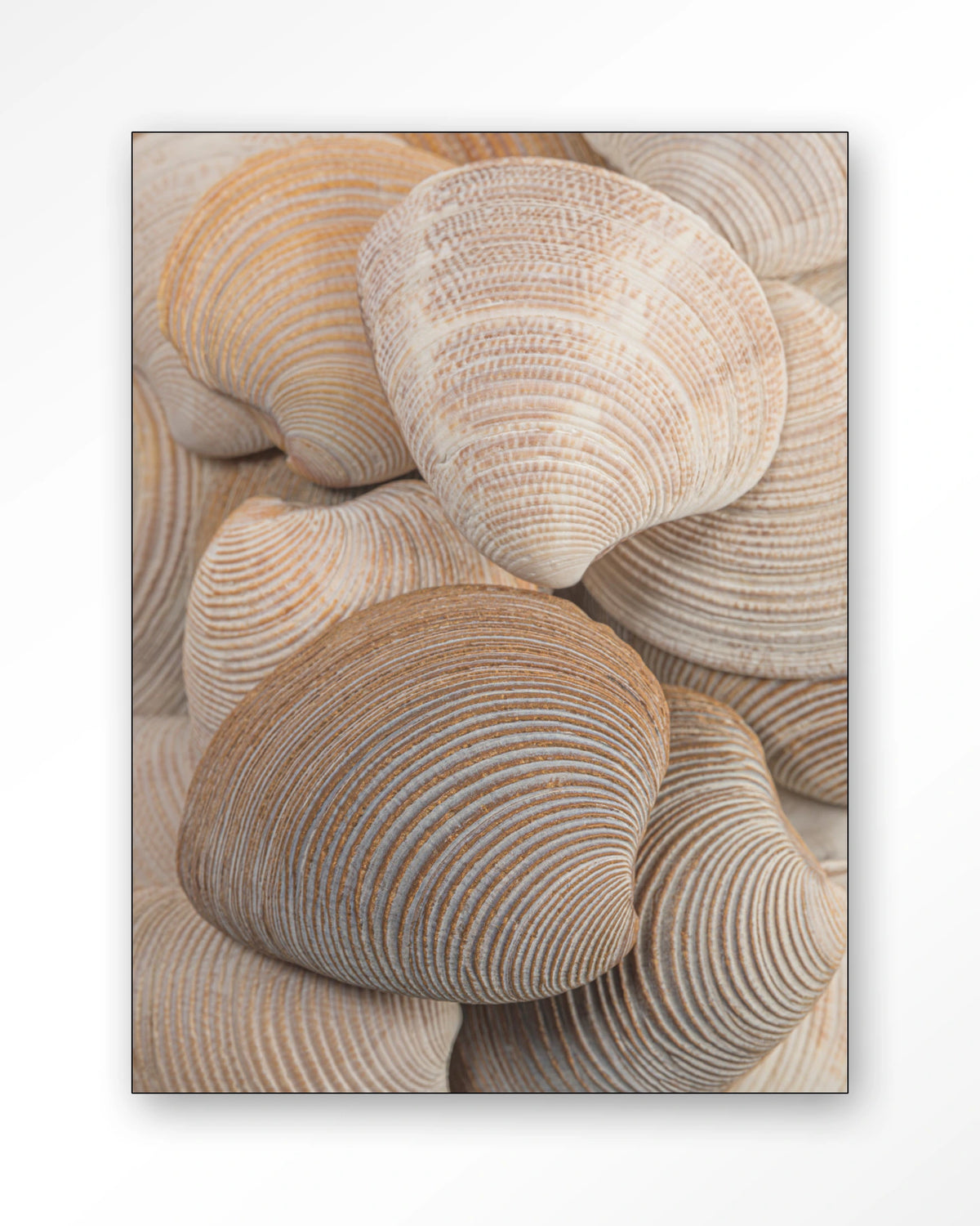 Tijdloze Rust: Samen – schelpen in beige en bruin – Wandkleed – Frame – zwart