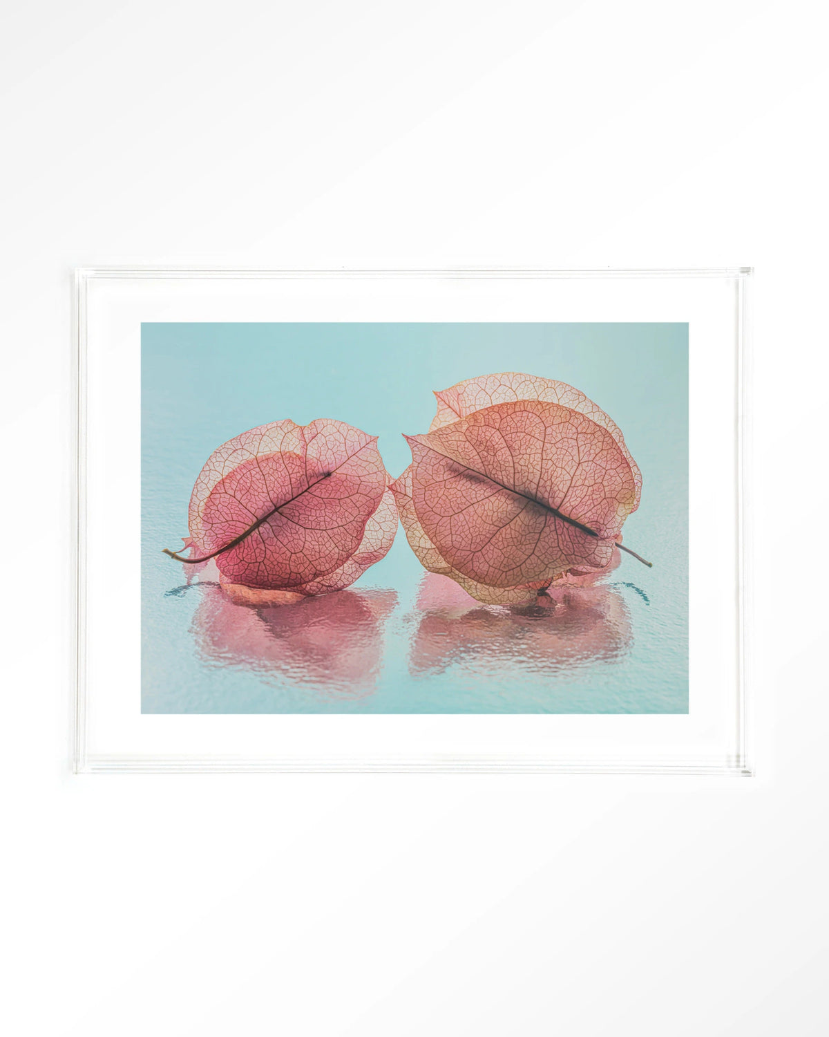 Fragiel Maar Samen – bougainvillea in pastelblauw – Art print – Acryl doorzichtig