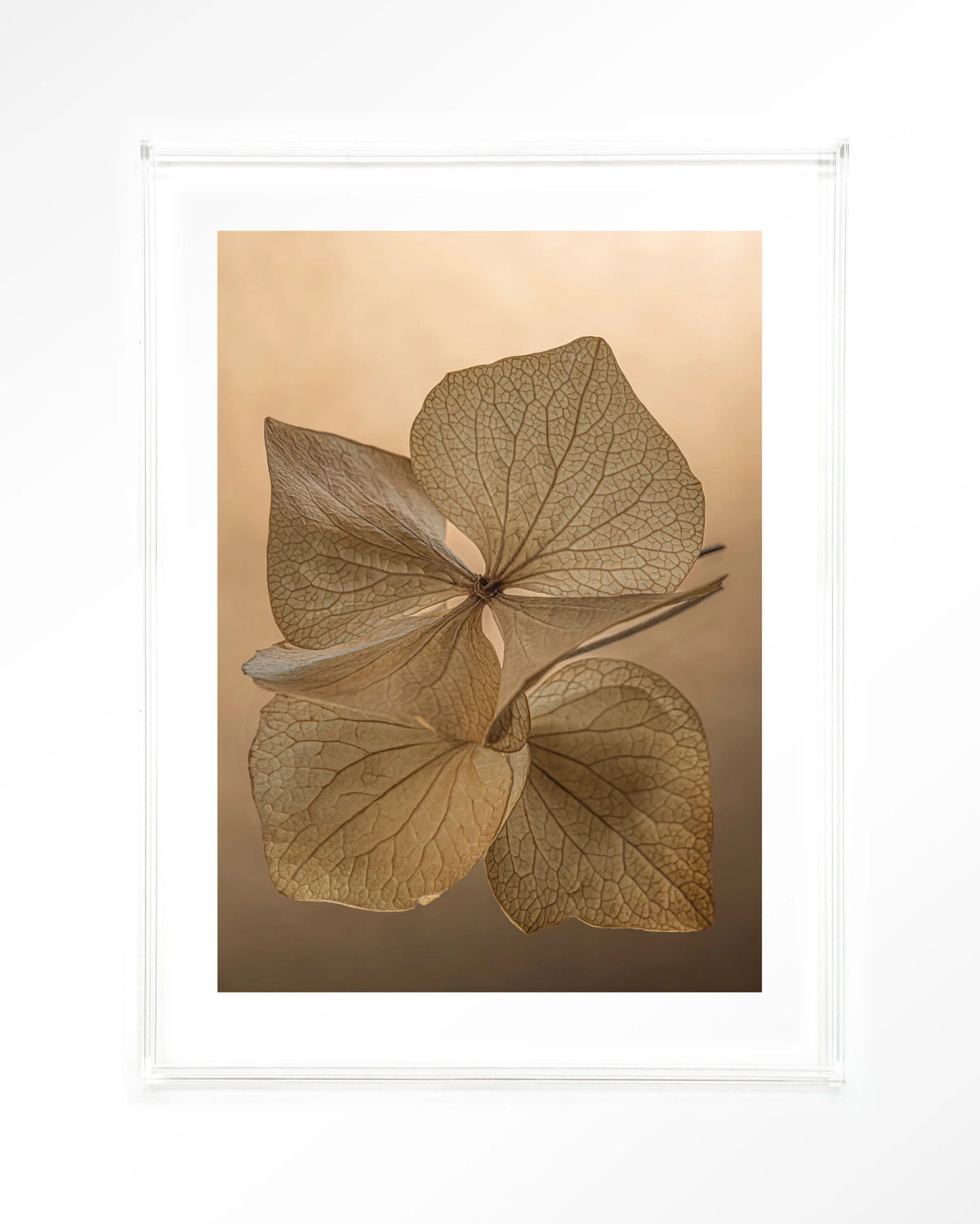 Leaf Me: Unfolded – gedroogde bladeren in bruin – Art print – Acryl doorzichtig