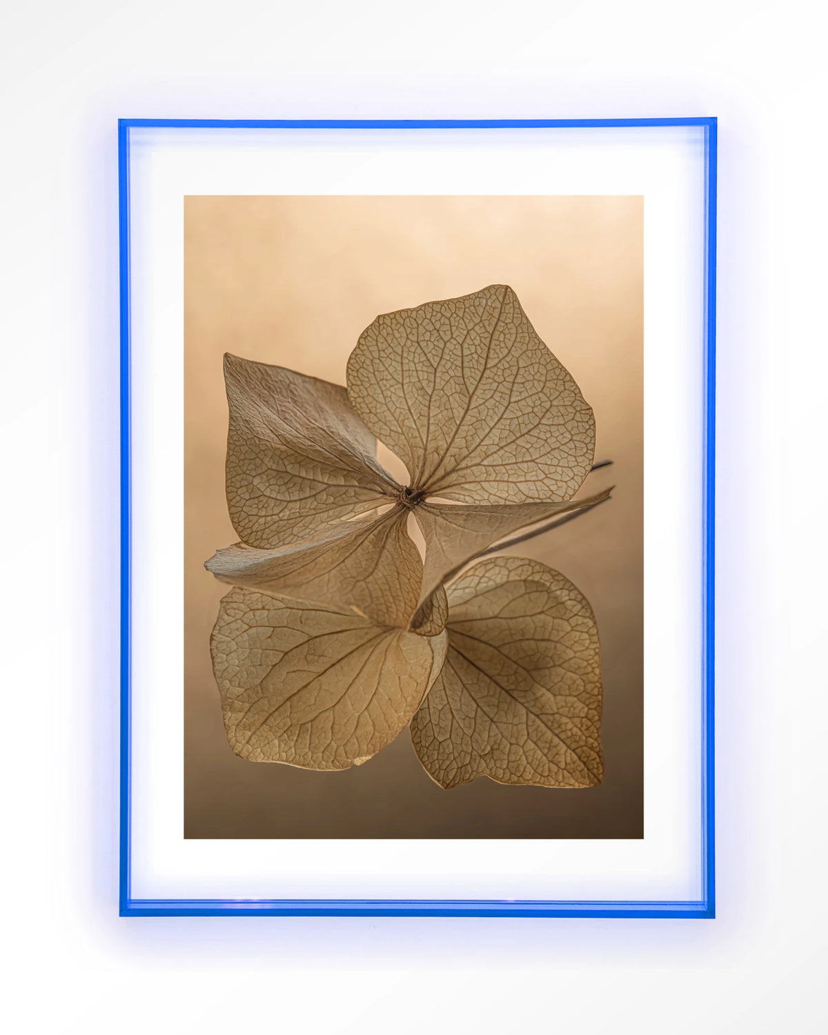 Leaf Me: Unfolded – gedroogde bladeren in bruin – Art print – Acryl lichtblauw