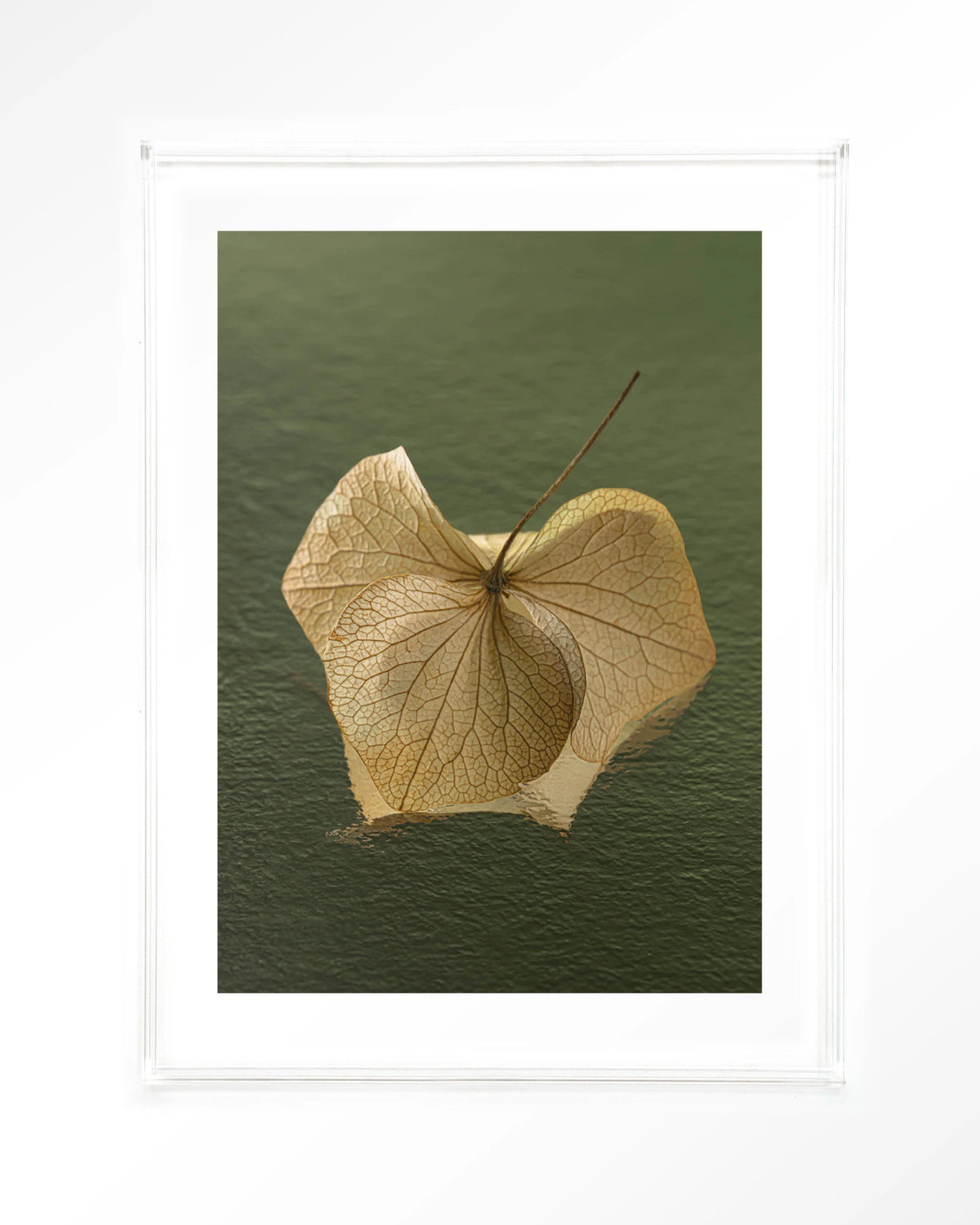 Leaf Me: In The Green – gedroogd blad op groene achtergrond – Art print – Acryl doorzichtig