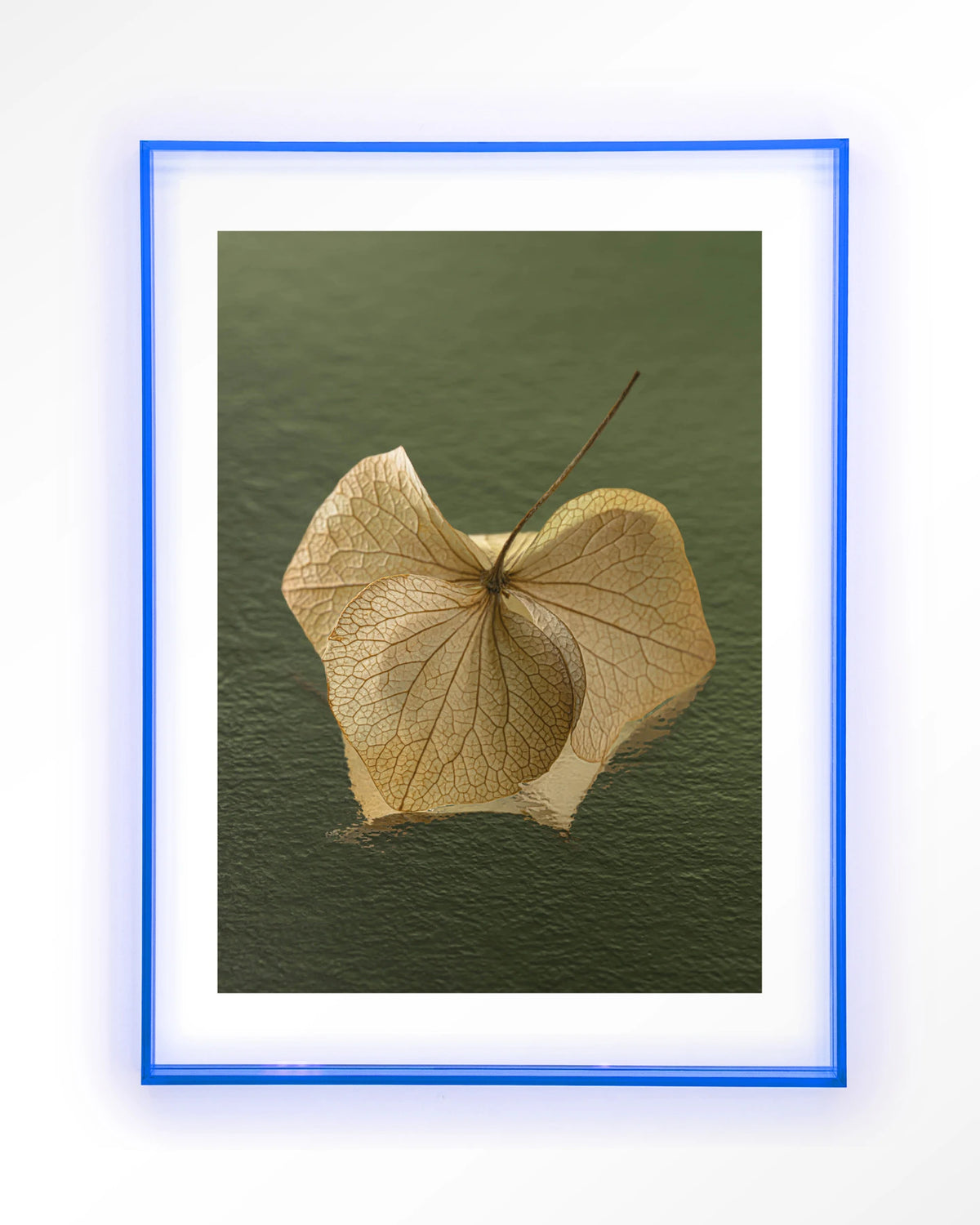 Leaf Me: In The Green – gedroogd blad op groene achtergrond – Art print – Acryl lichtblauw