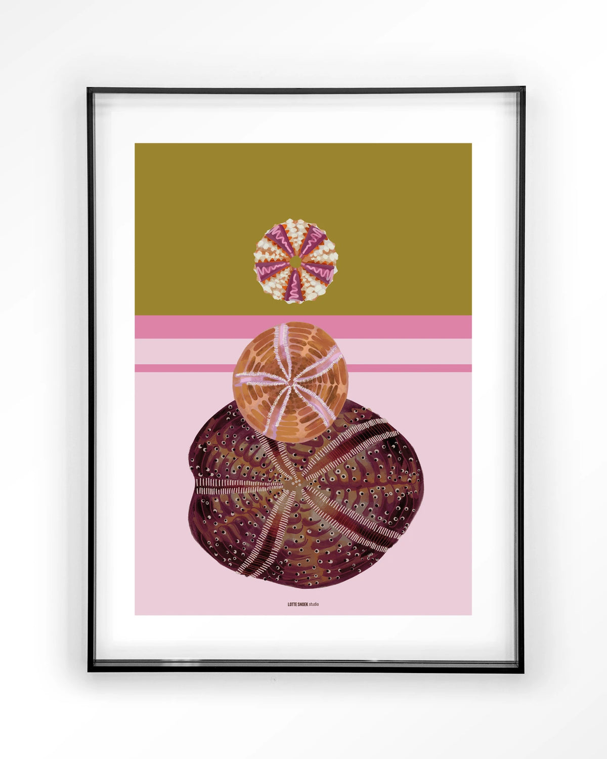 Marinus 3 – zee-egels op roze achtergrond – Art print – Acryl zwart