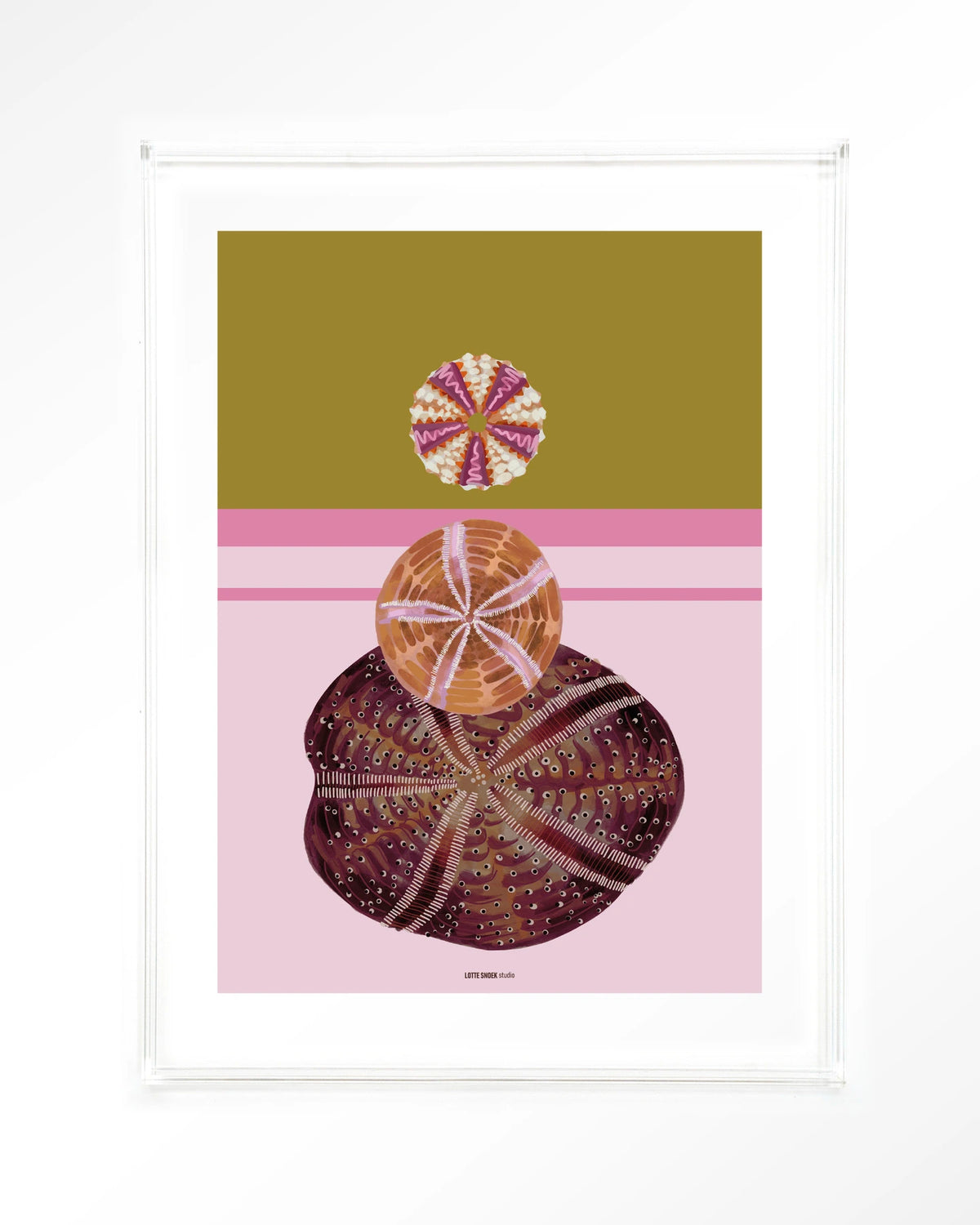 Marinus 3 – zee-egels op roze achtergrond – Art print – Acryl doorzichtig