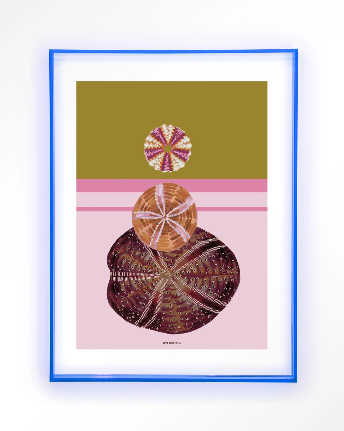 Marinus 3 – zee-egels op roze achtergrond – Art print – Acryl lichtblauw