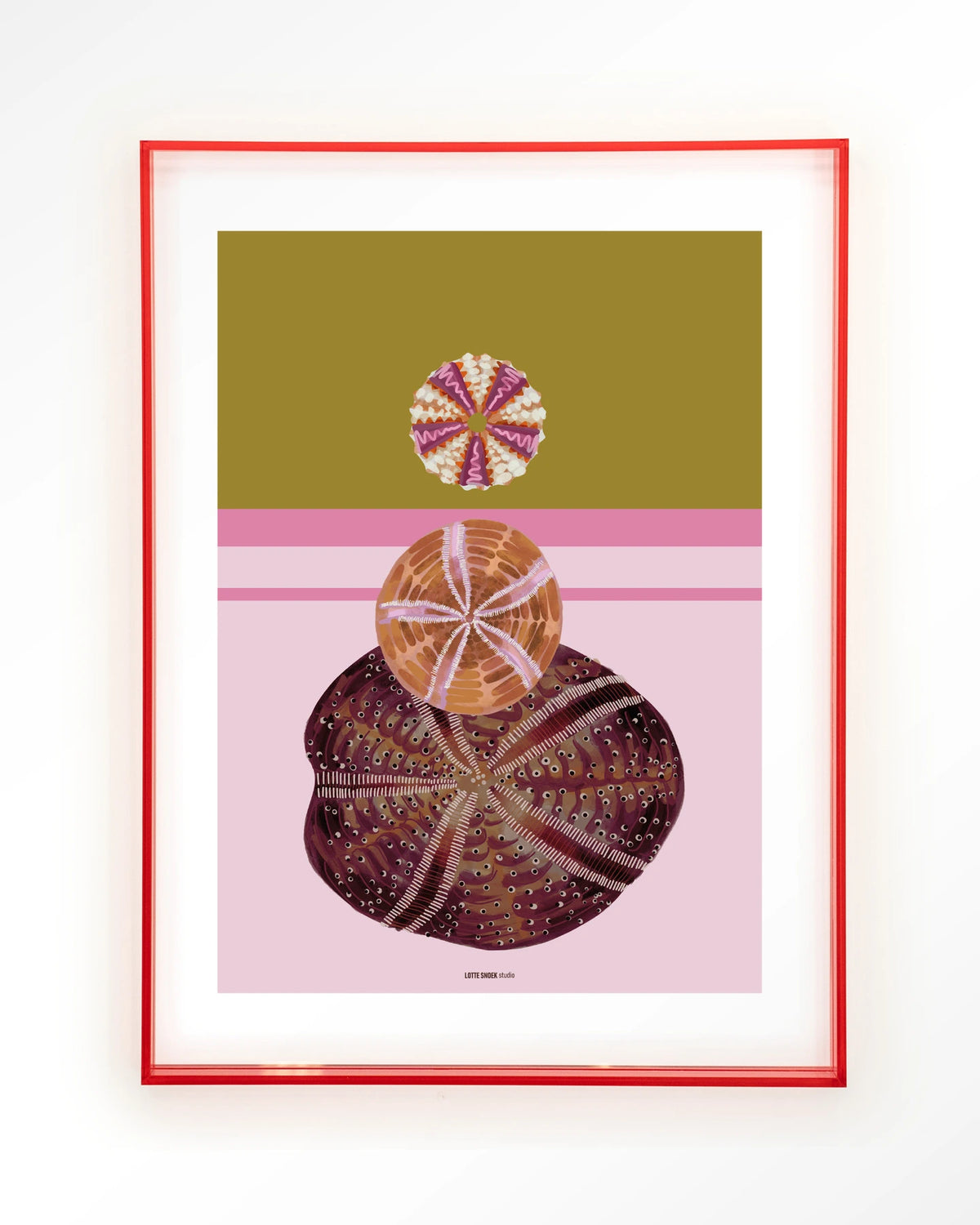 Marinus 3 – zee-egels op roze achtergrond – Art print – Acryl roze