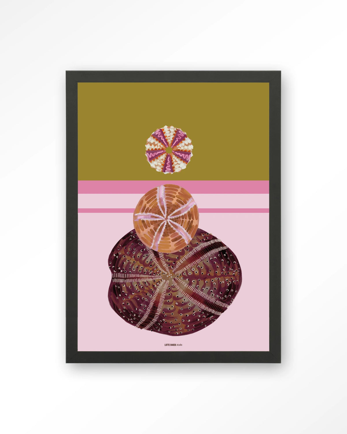 Marinus 3 – zee-egels op roze achtergrond – Art print – Hout zwart