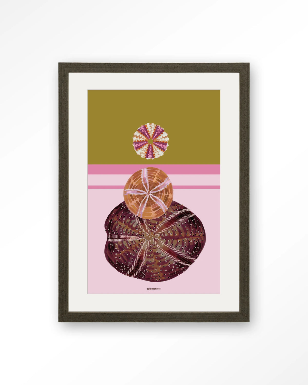 Marinus 3 – zee-egels op roze achtergrond – Art print – Hout donkerbruin + passe-partout