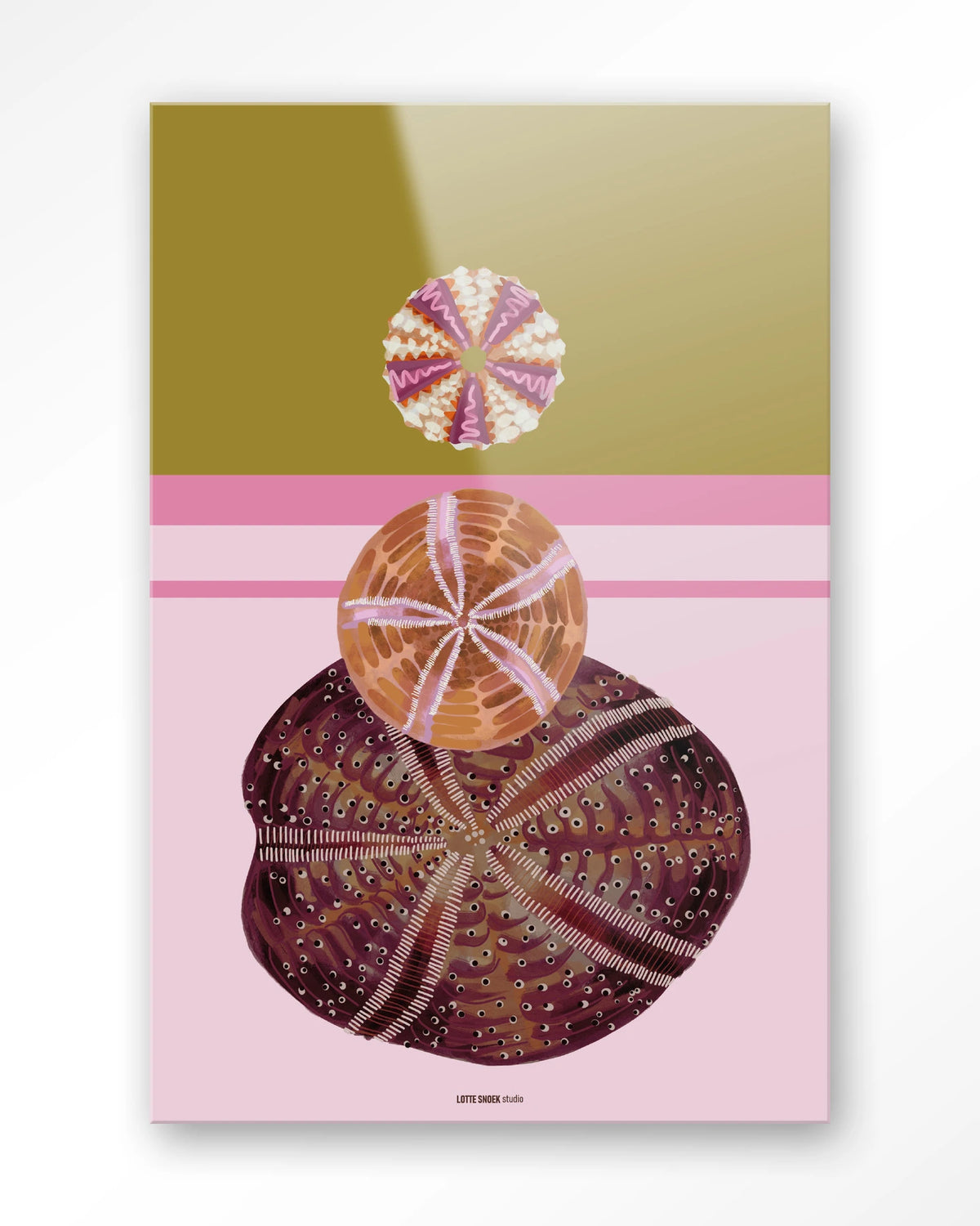 Marinus 3 – zee-egels op roze achtergrond – Glas – Blinde montage