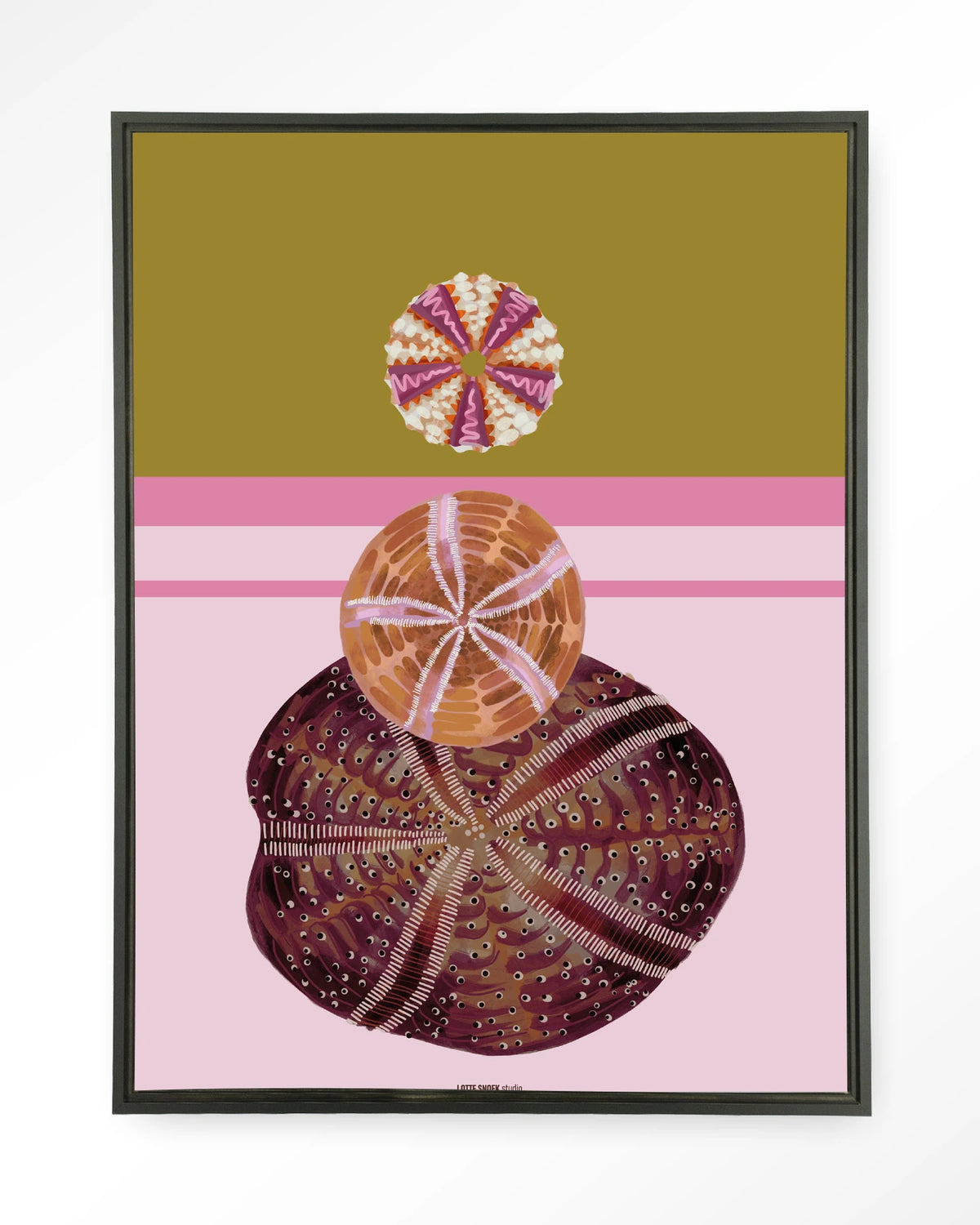 Marinus 3 – zee-egels op roze achtergrond – Wandkleed – Floating frame – zwart