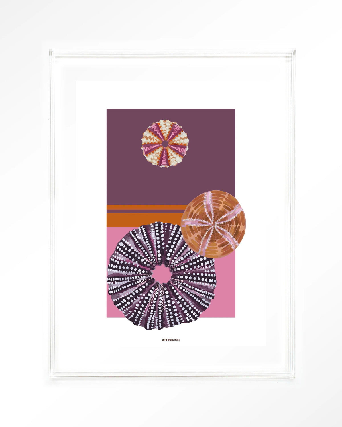 Marinus 2 – zee-egels in paars en roze – Art print – Acryl doorzichtig