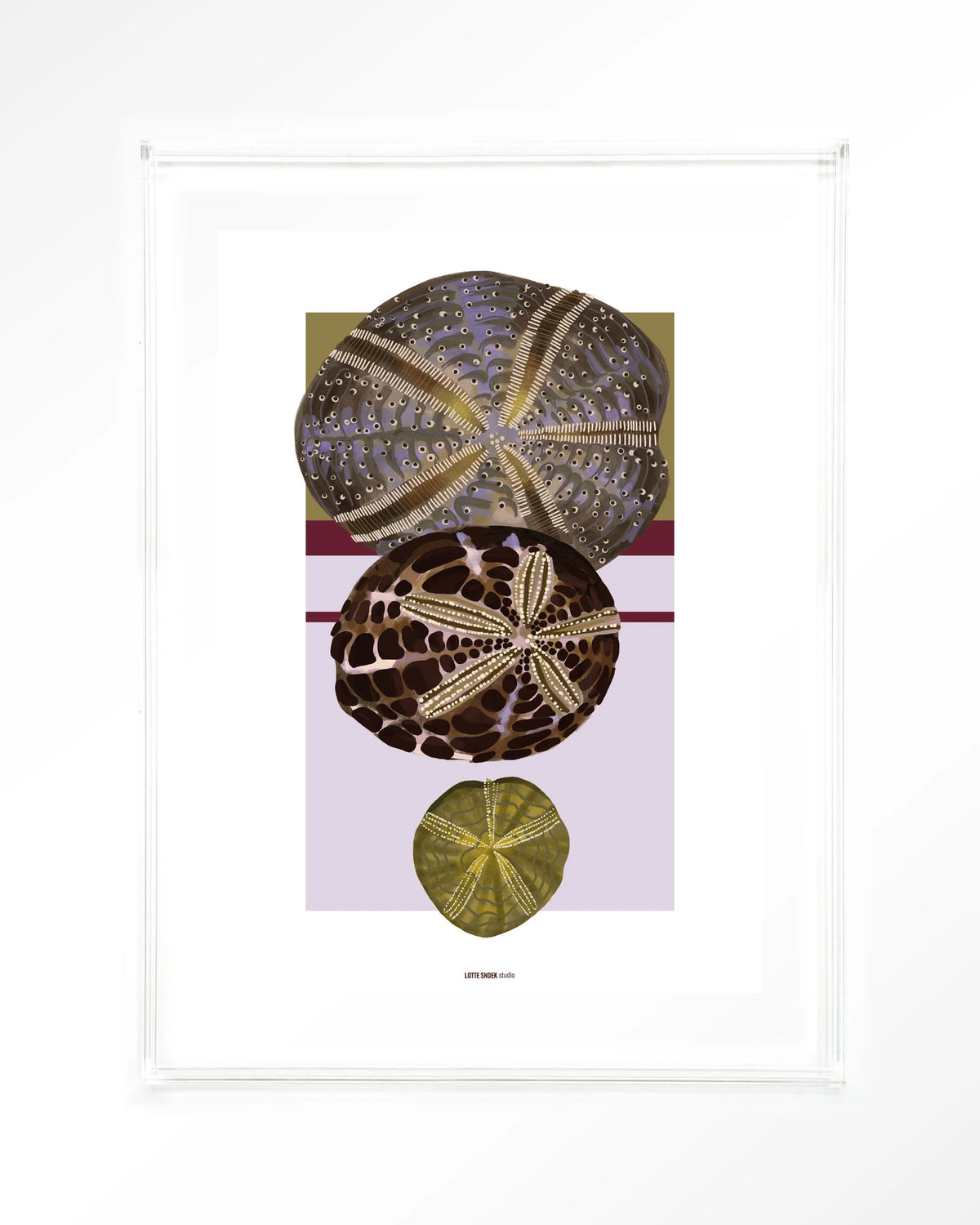 Marinus 1 – zee-egels in botanische stijl – Art print – Acryl doorzichtig