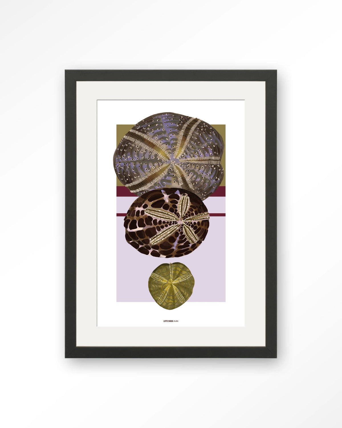 Marinus 1 – zee-egels in botanische stijl – Art print – Hout zwart + passe-partout
