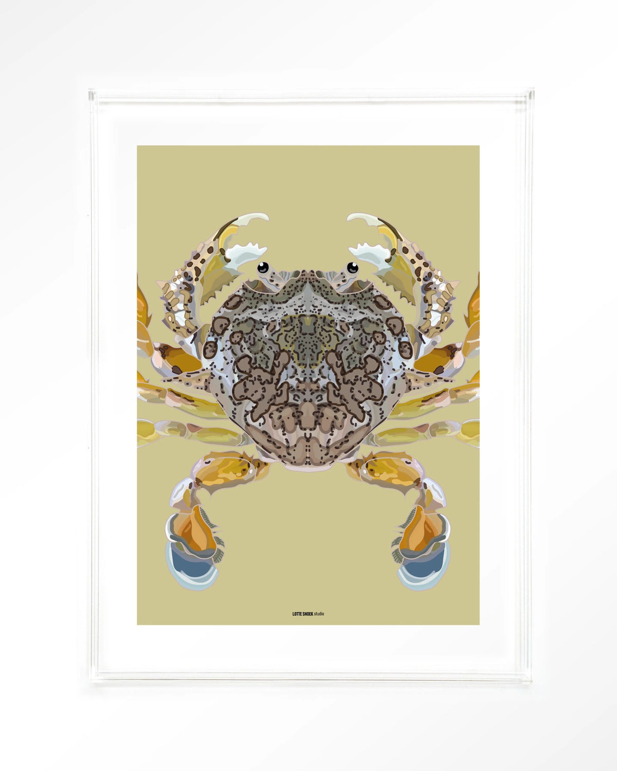 Matuta – krab op gele achtergrond – Art print – Acryl doorzichtig