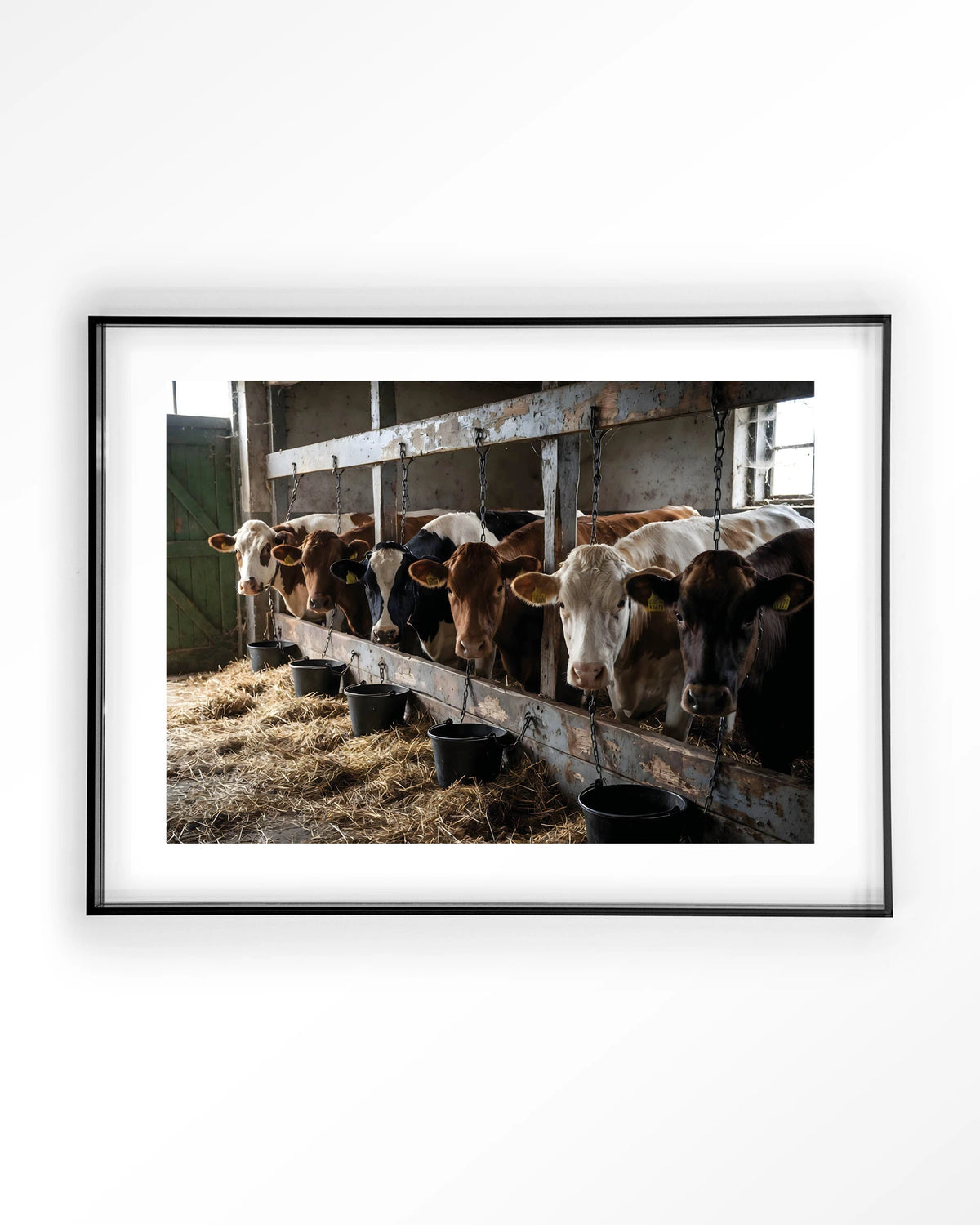 The Cow Barn – koeien in de stal – Art print – Acryl zwart