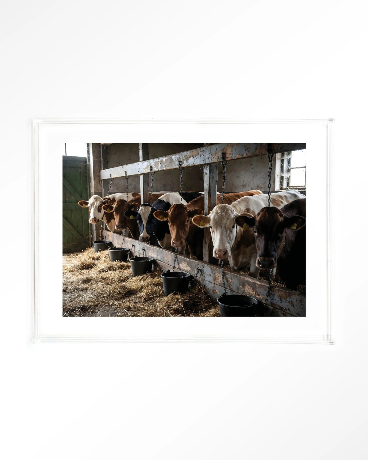 The Cow Barn – koeien in de stal – Art print – Acryl doorzichtig