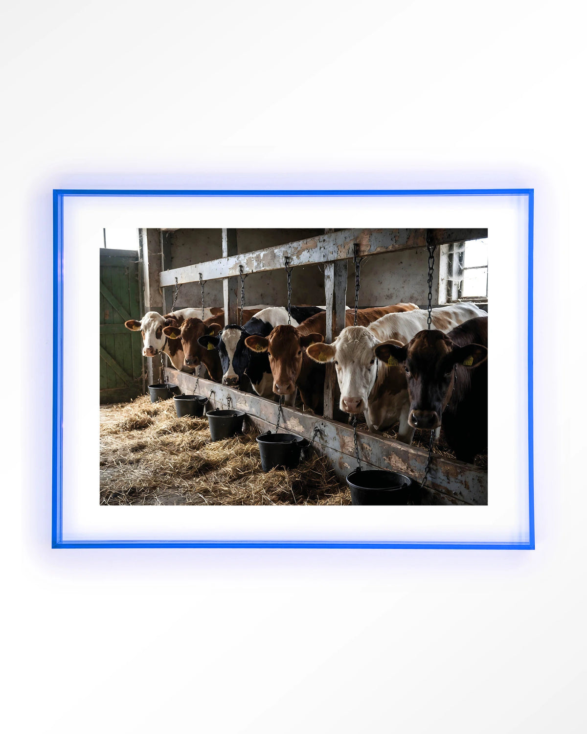 The Cow Barn – koeien in de stal – Art print – Acryl lichtblauw