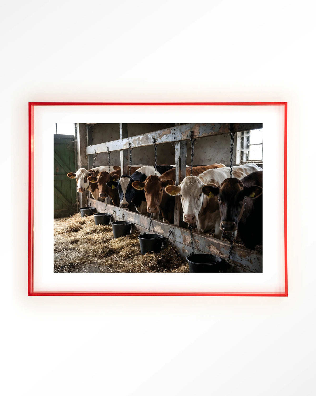 The Cow Barn – koeien in de stal – Art print – Acryl roze