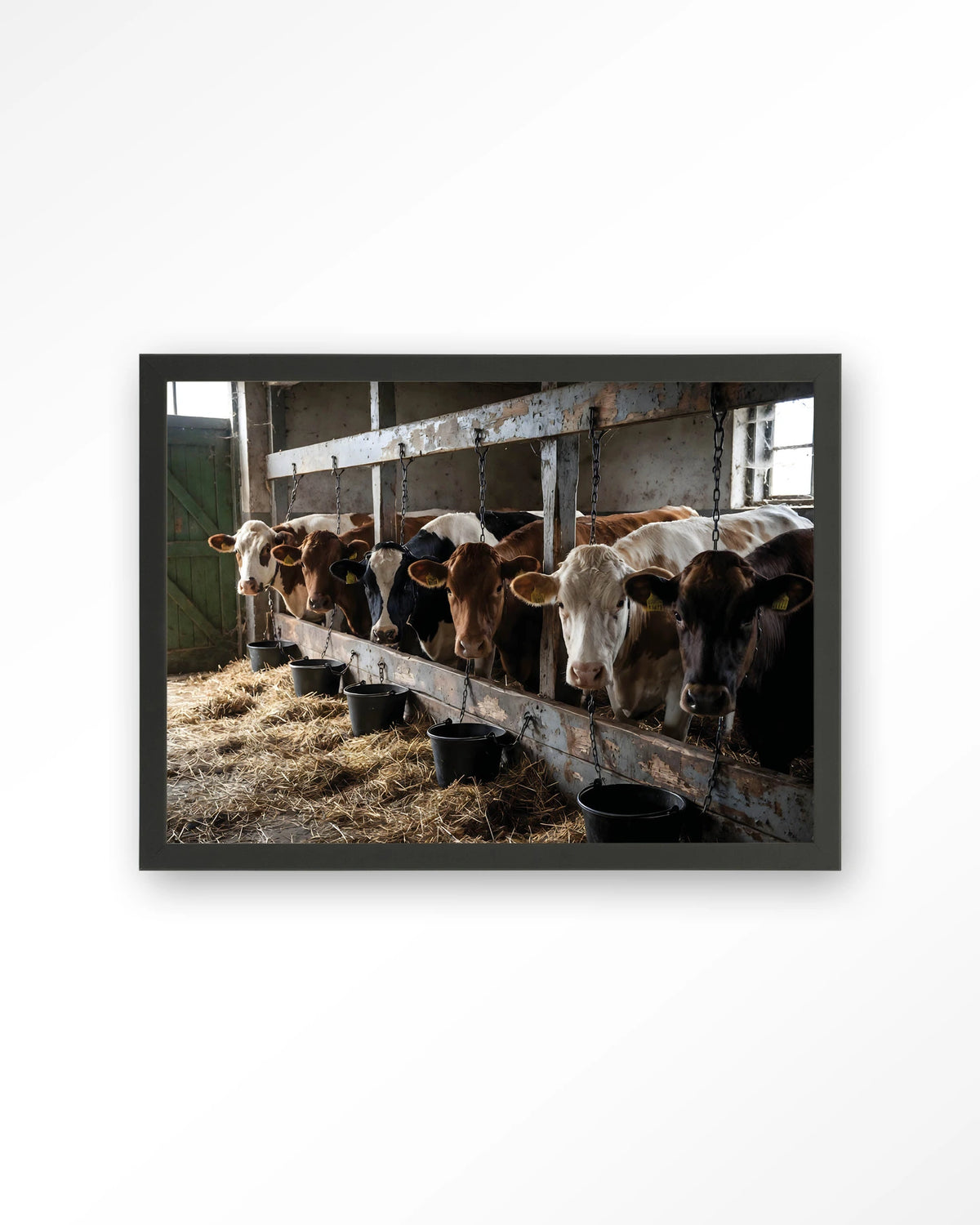 The Cow Barn – koeien in de stal – Art print – Hout zwart