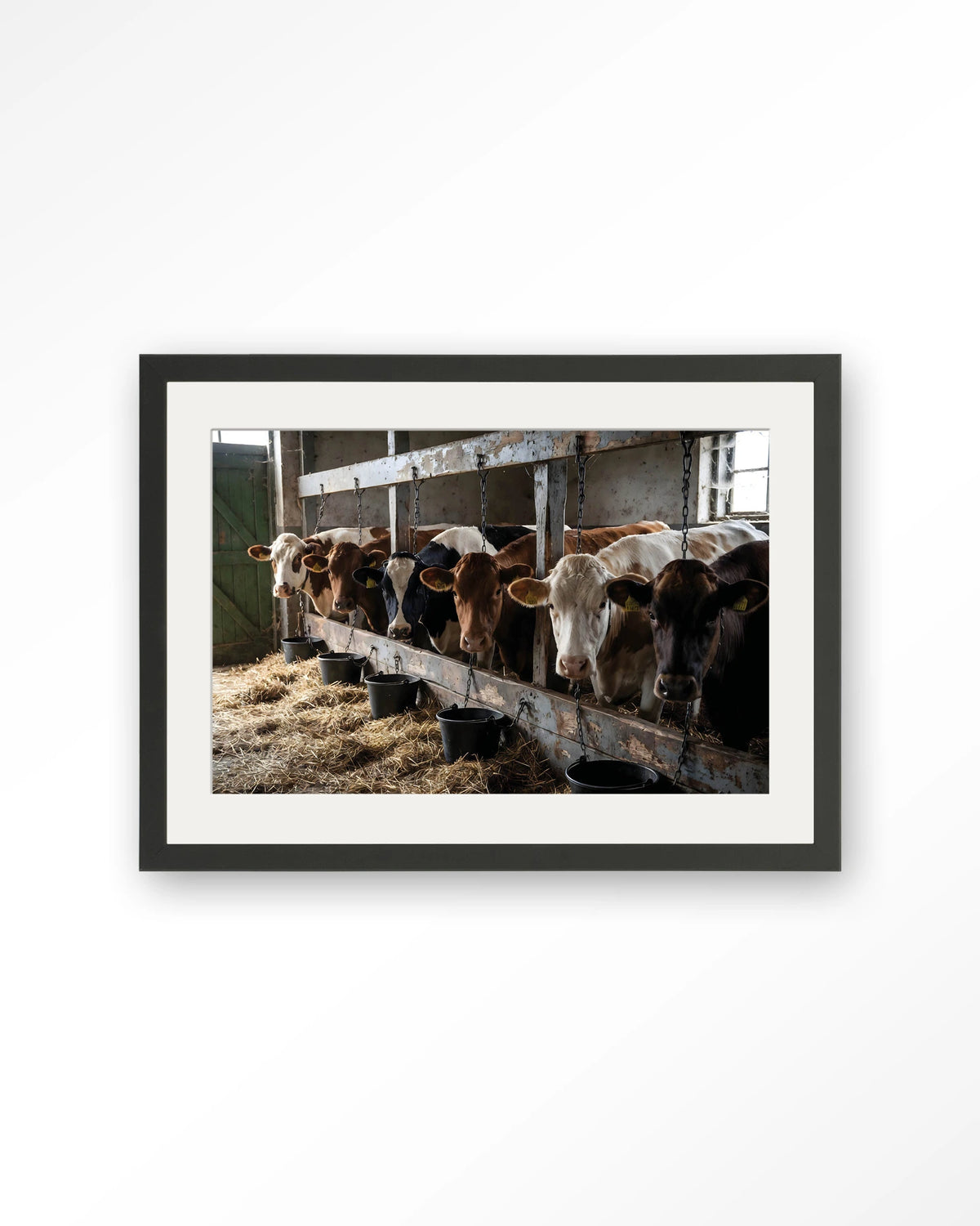 The Cow Barn – koeien in de stal – Art print – Hout zwart + passe-partout