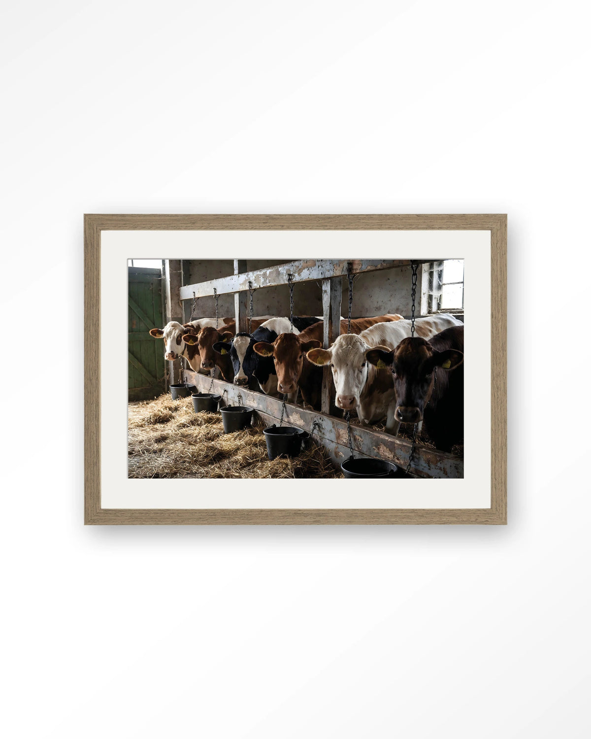 The Cow Barn – koeien in de stal – Art print – Hout bruin + passe-partout