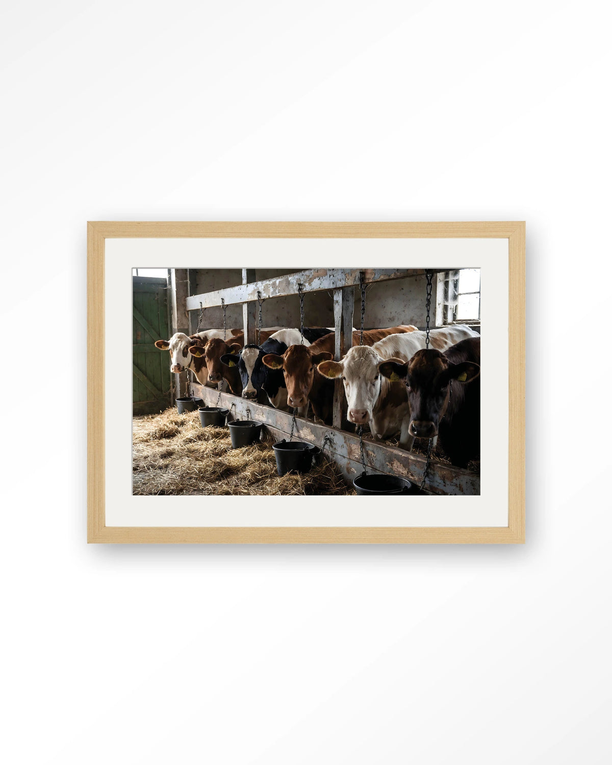 The Cow Barn – koeien in de stal – Art print – Hout naturel + passe-partout