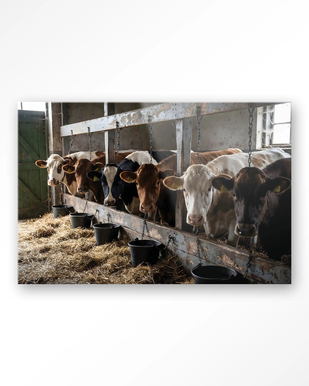 The Cow Barn – koeien in de stal – Glas – Blinde montage