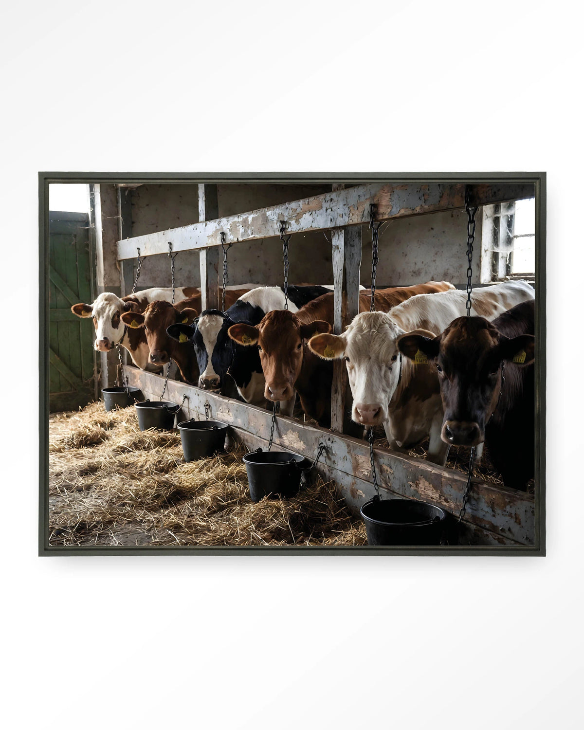 The Cow Barn – koeien in de stal – Wandkleed – Floating frame – zwart
