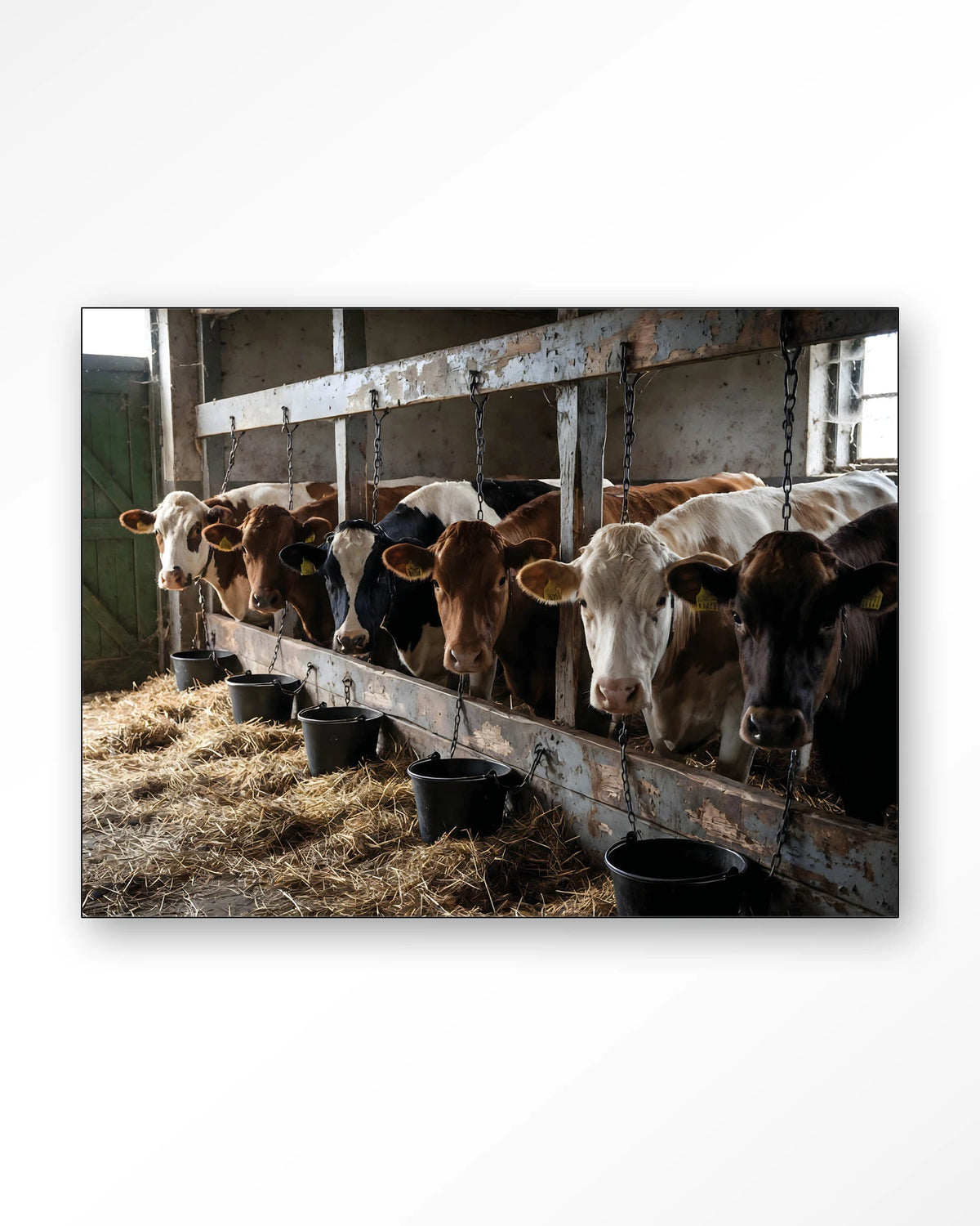 The Cow Barn – koeien in de stal – Wandkleed – Frame – zwart
