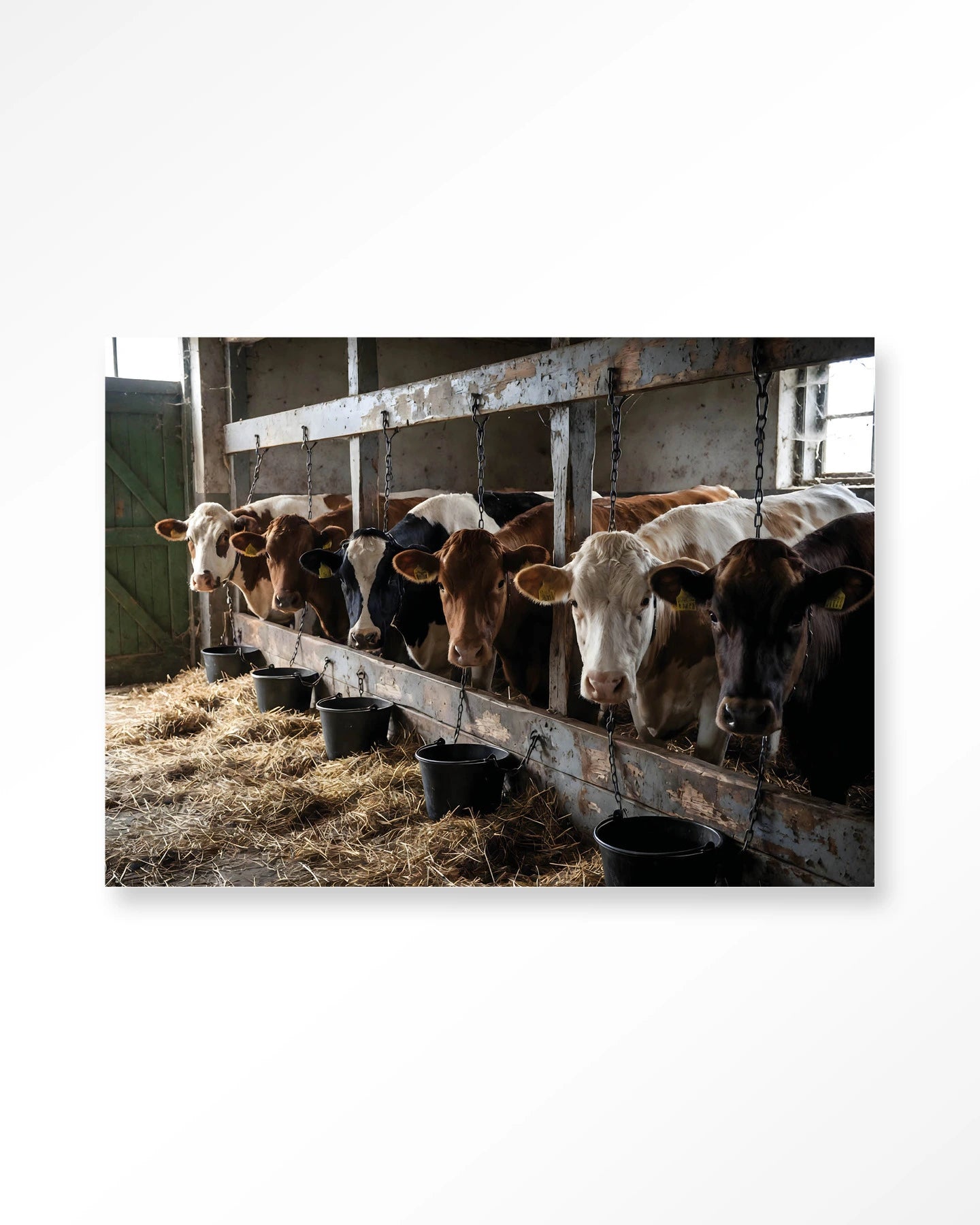 the-cow-barn-glasschilderij