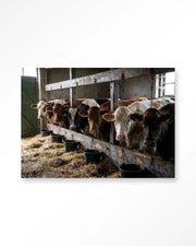 the-cow-barn-glasschilderij