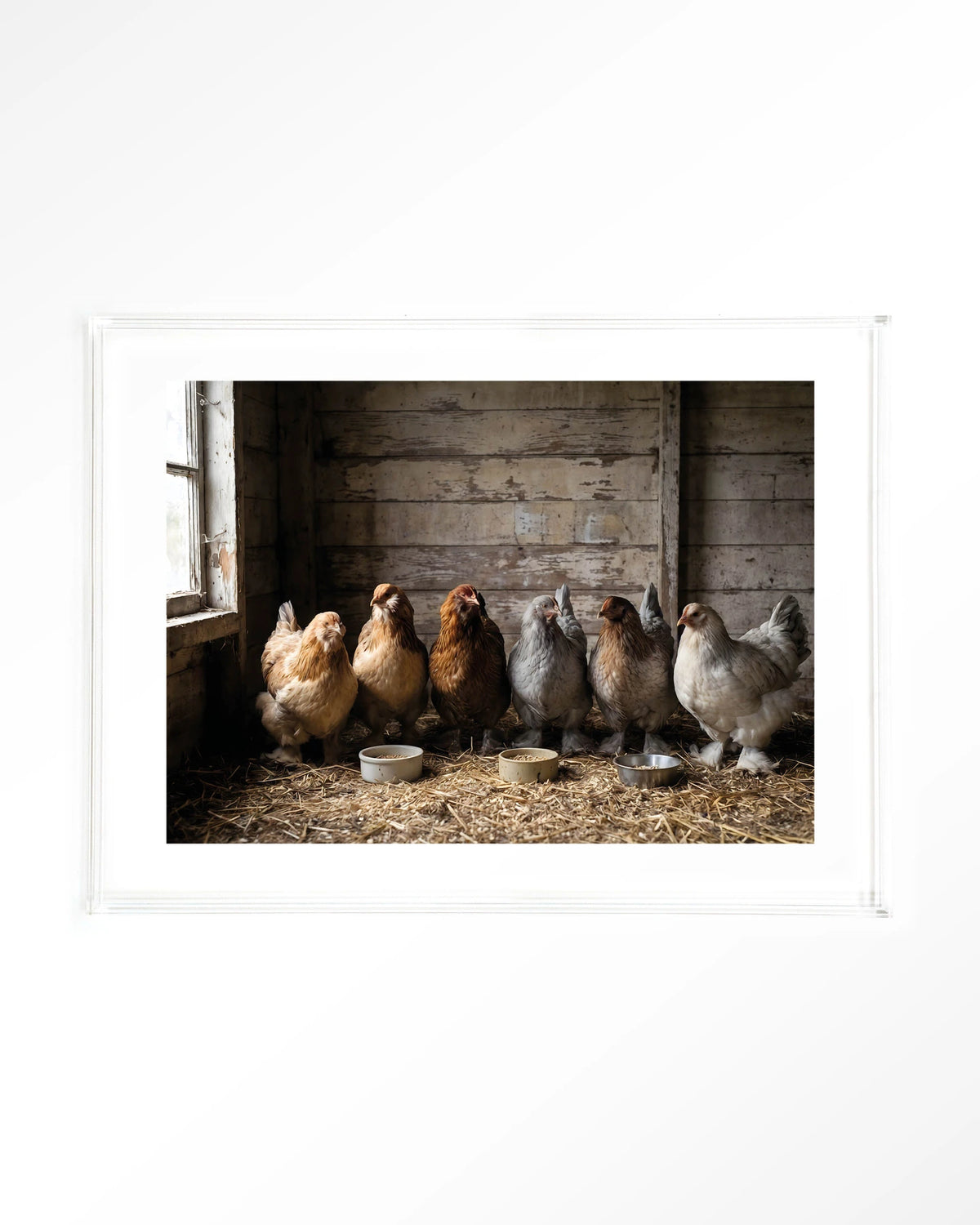 The Chicken Barn – kippen in schuur – Art print – Acryl doorzichtig