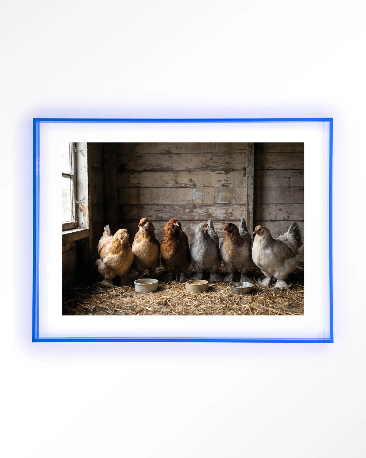 The Chicken Barn – kippen in schuur – Art print – Acryl lichtblauw