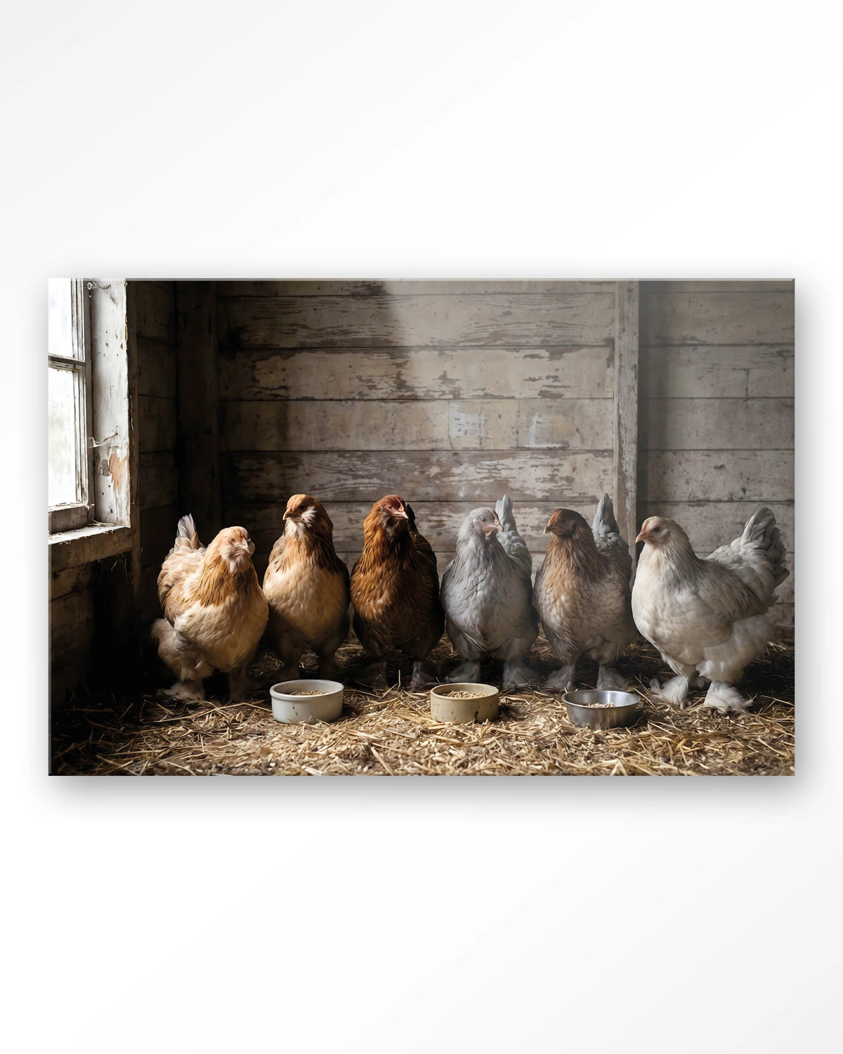 The Chicken Barn – kippen in schuur – Glas – Blinde montage