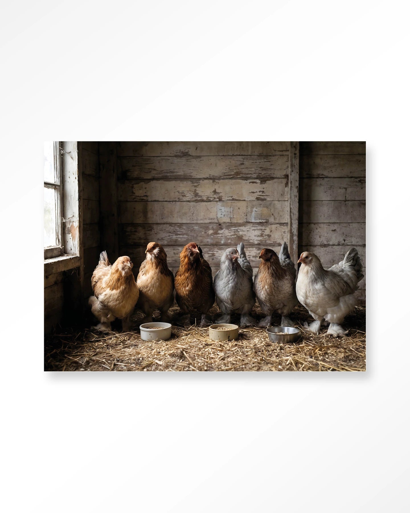 The Chicken Barn – Wandkleed