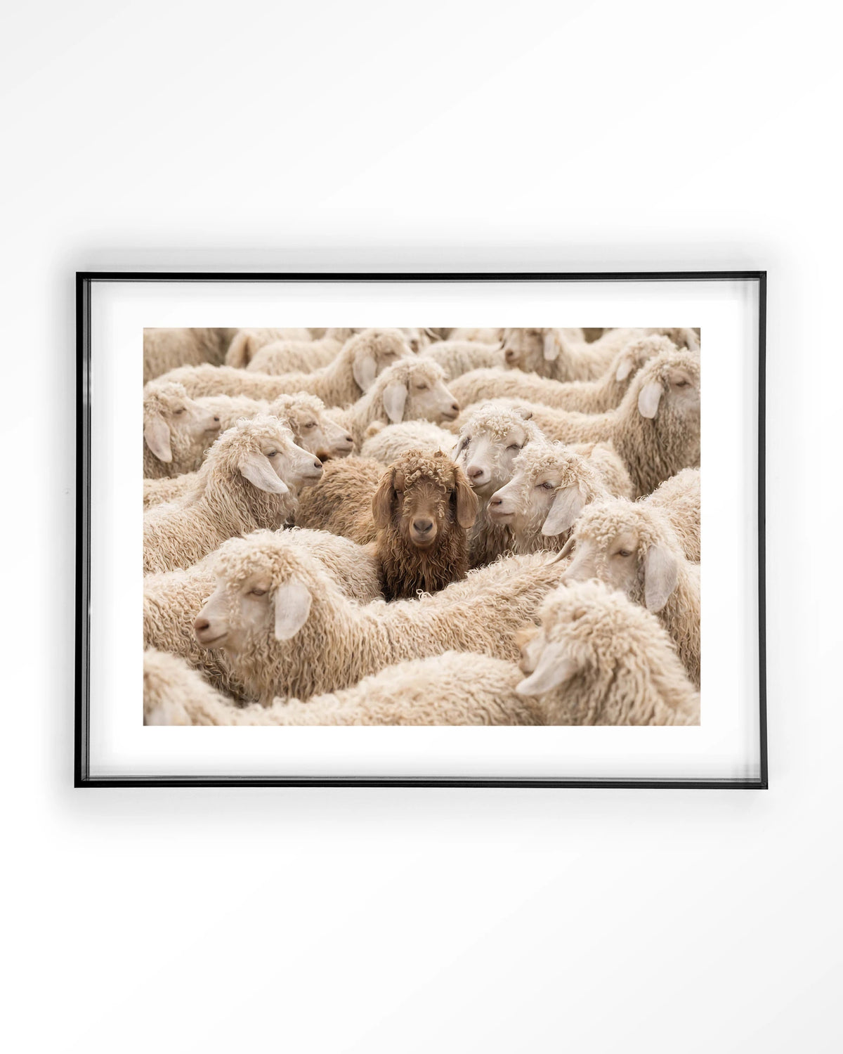 The Herd – schapen met één bruin schaap – Art print – Acryl zwart