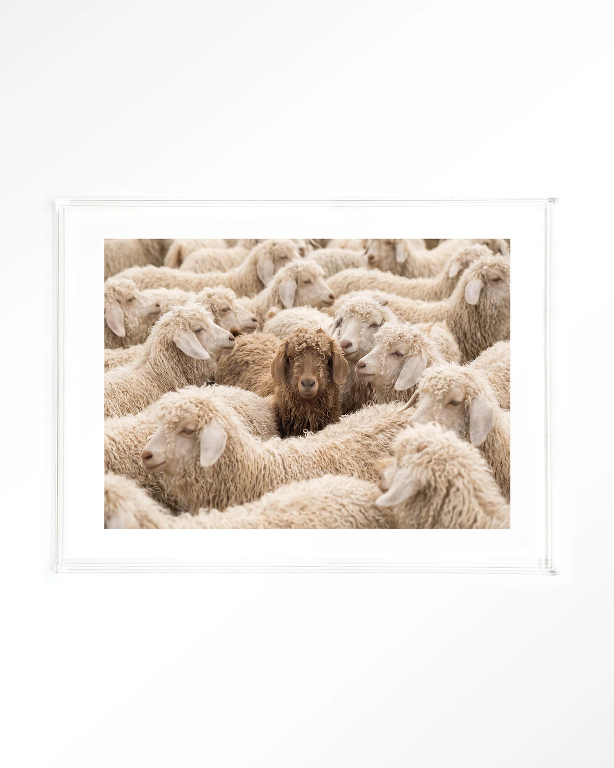 The Herd – schapen met één bruin schaap – Art print – Acryl doorzichtig