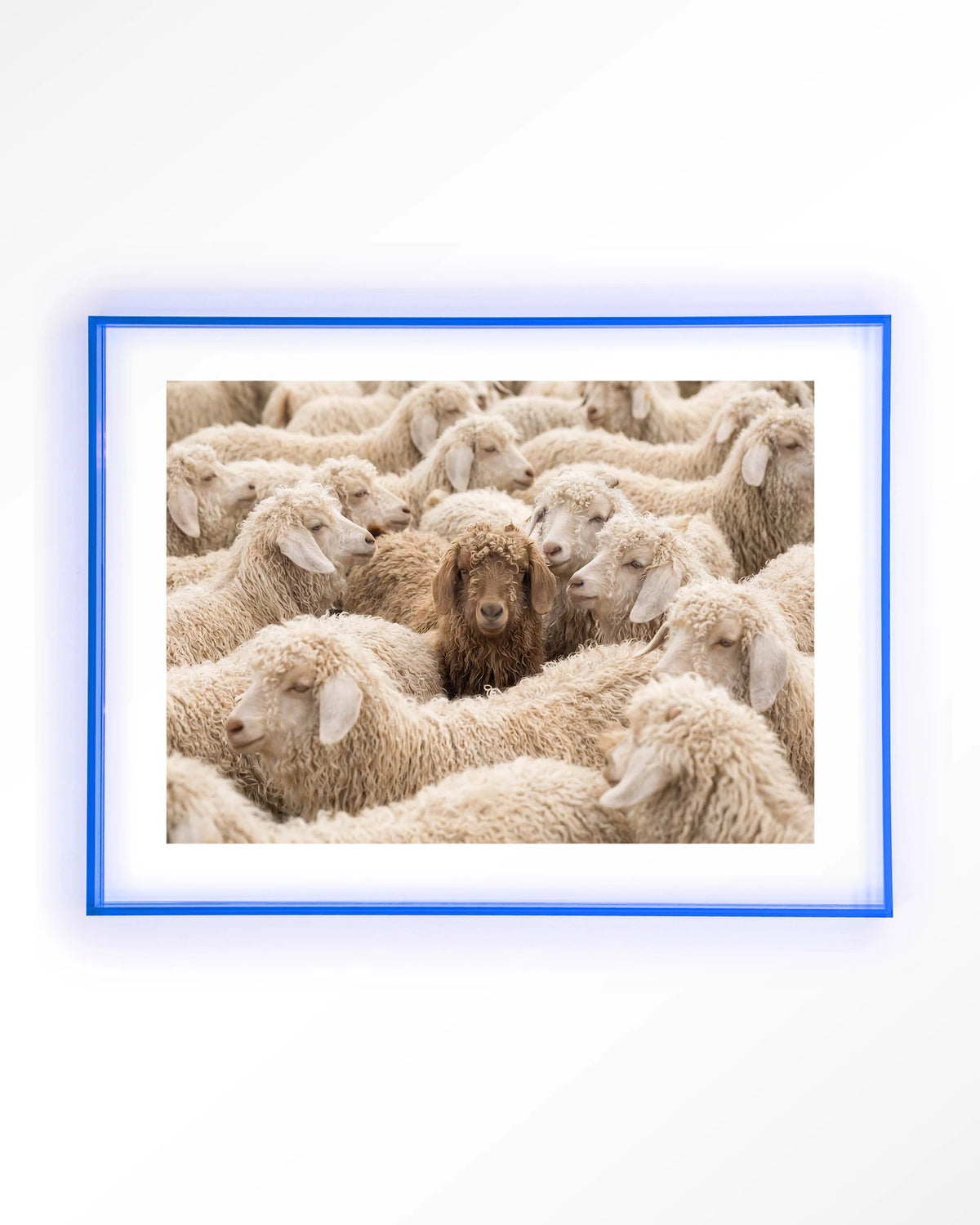 The Herd – schapen met één bruin schaap – Art print – Acryl lichtblauw