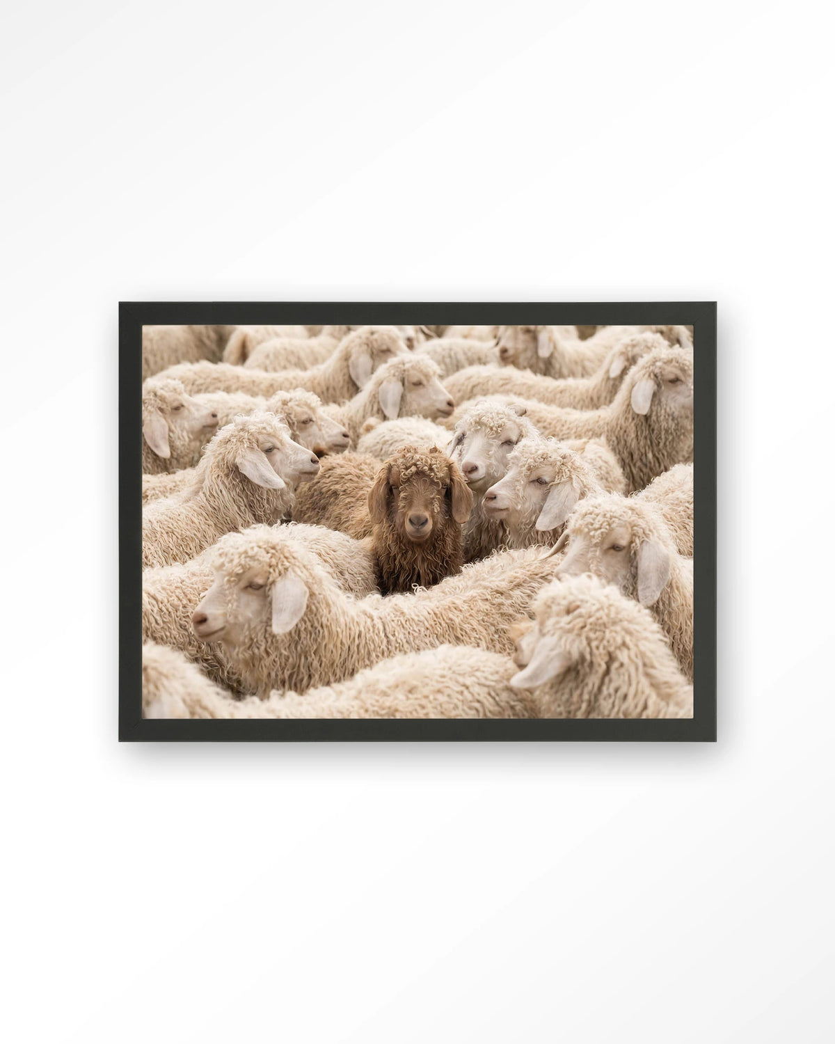 The Herd – schapen met één bruin schaap – Art print – Hout zwart