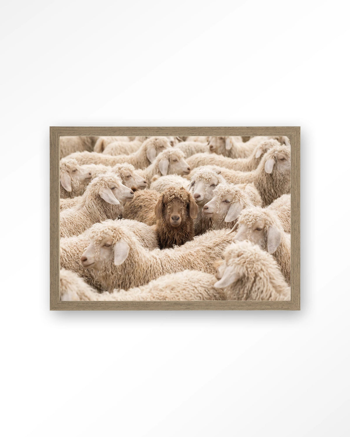 The Herd – schapen met één bruin schaap – Art print – Hout bruin