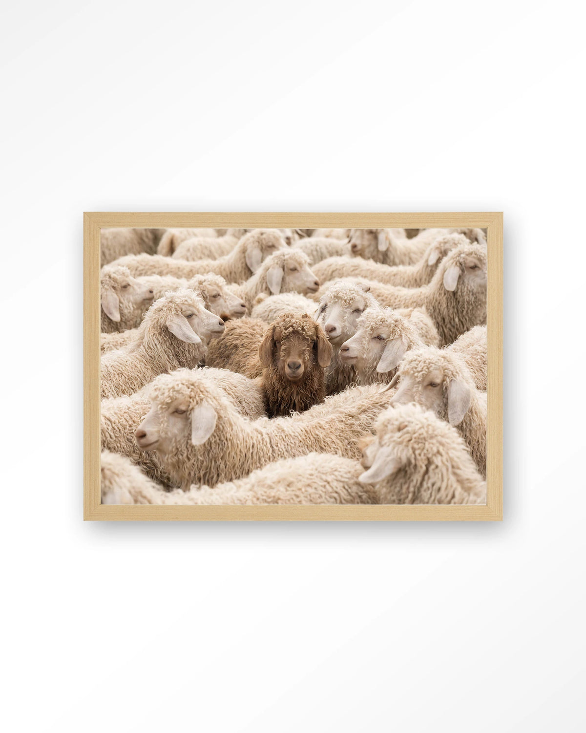 The Herd – schapen met één bruin schaap – Art print – Hout naturel