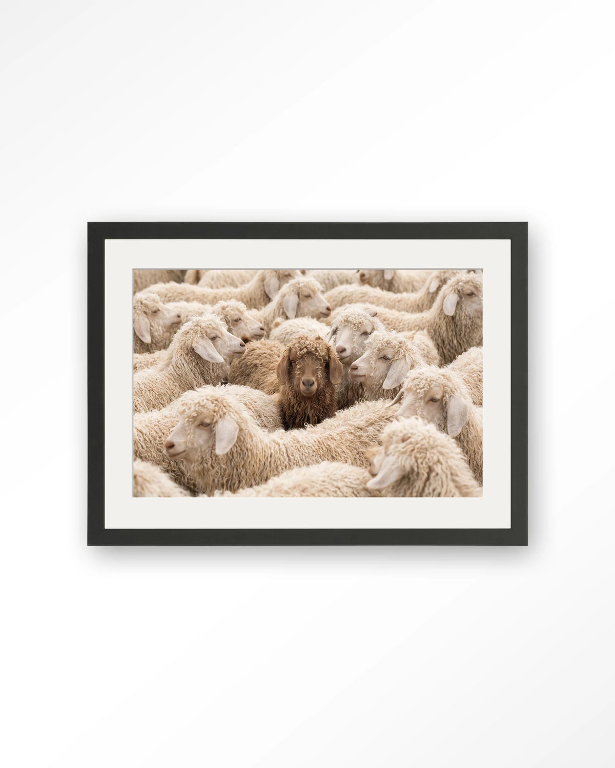 The Herd – schapen met één bruin schaap – Art print – Hout zwart + passe-partout