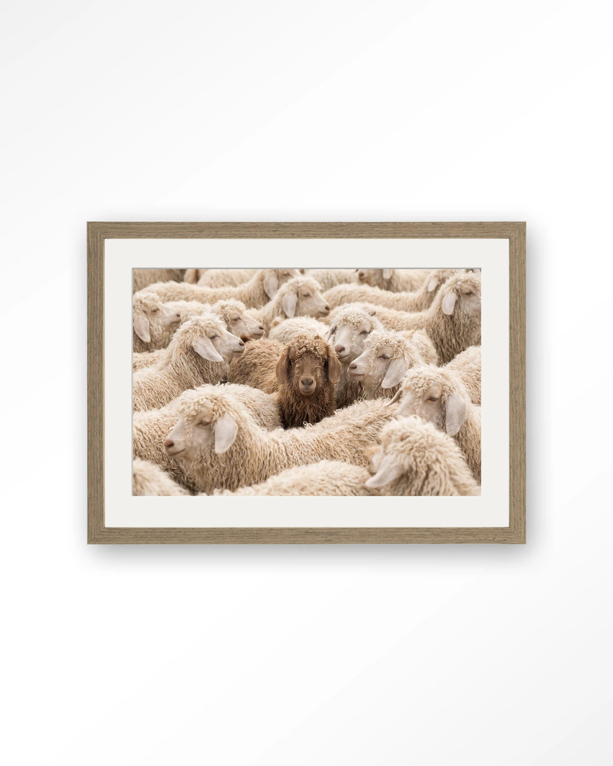 The Herd – schapen met één bruin schaap – Art print – Hout bruin + passe-partout