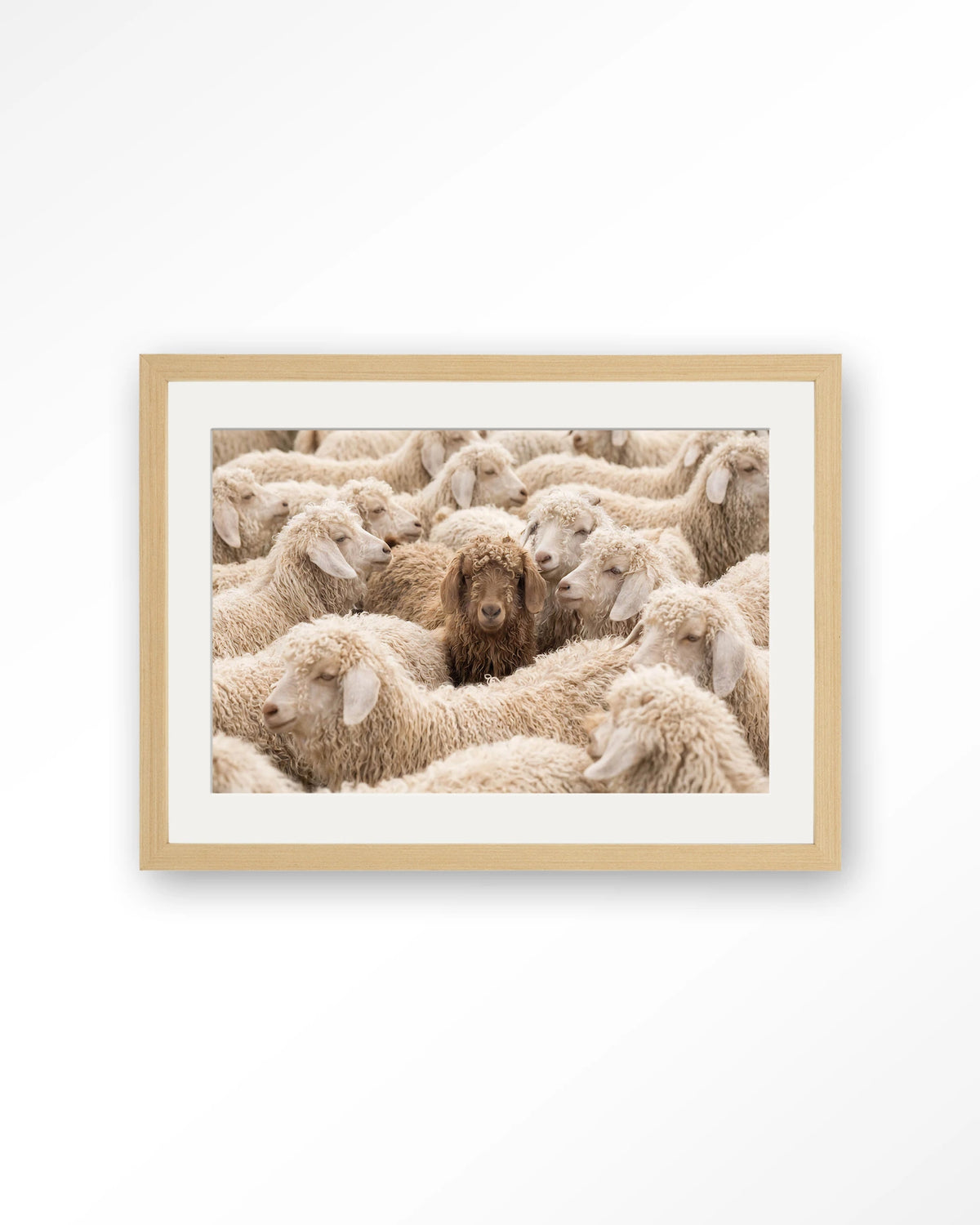 The Herd – schapen met één bruin schaap – Art print – Hout naturel + passe-partout